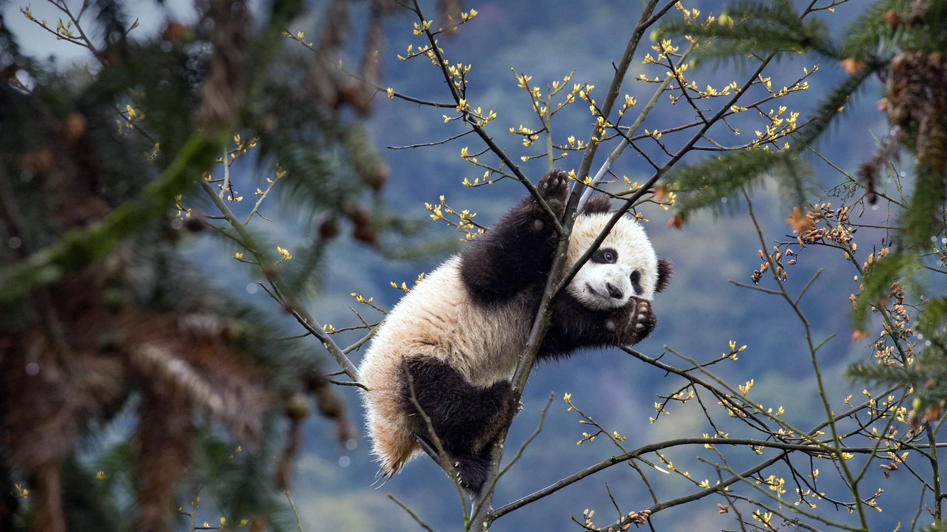 1920x1080 China Sichuan Bifengxia Panda 2021 Bing HD