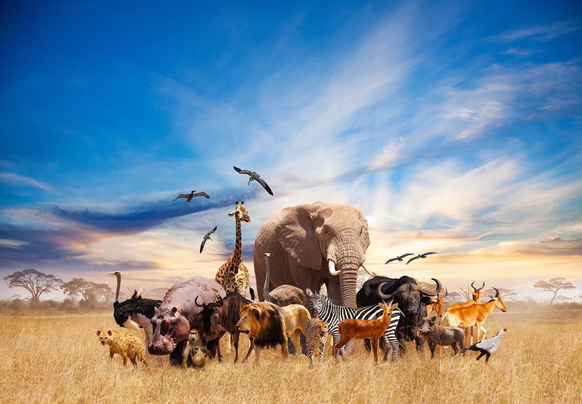 1920x1331 Group African animals