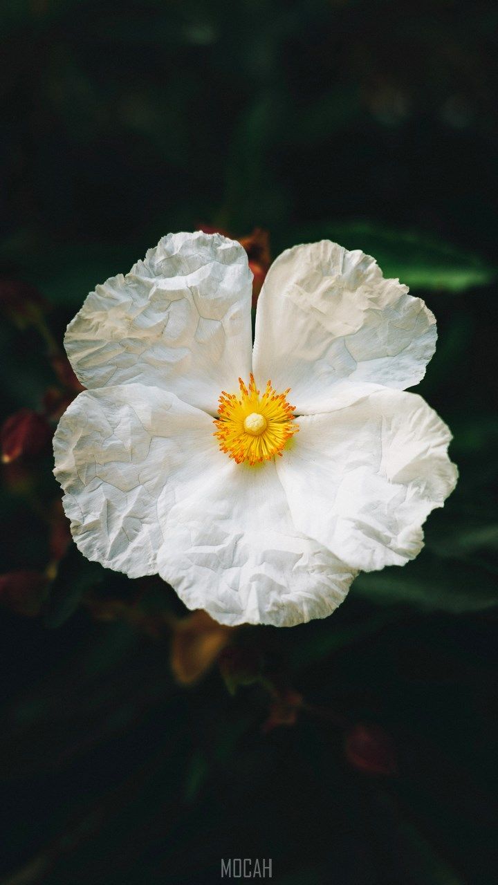 720x1280 Flower, Flowering Plant, White, Petal, Plant, Oppo A 720x1280 Phone HD Wallpaper