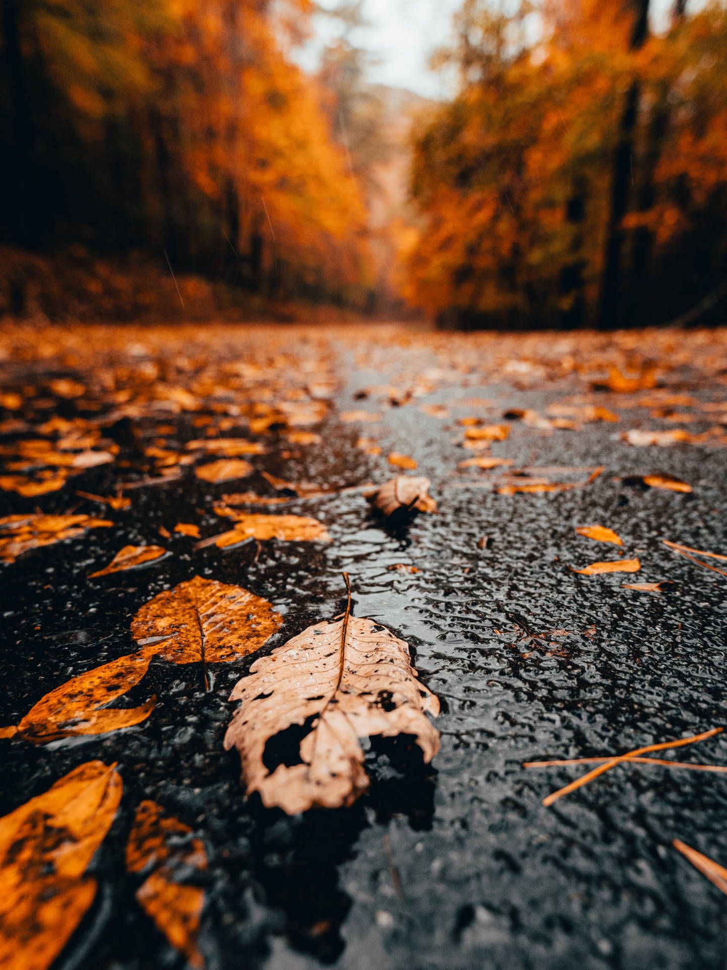 1440x1920 Rain Wallpaper