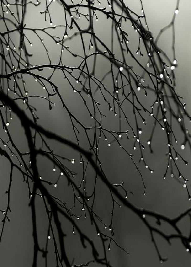 800x1118 Rain iPhone, autumn, leaves, drops, day, raining, rainy, rain, seasons, landscapes, HD phone wallpaper