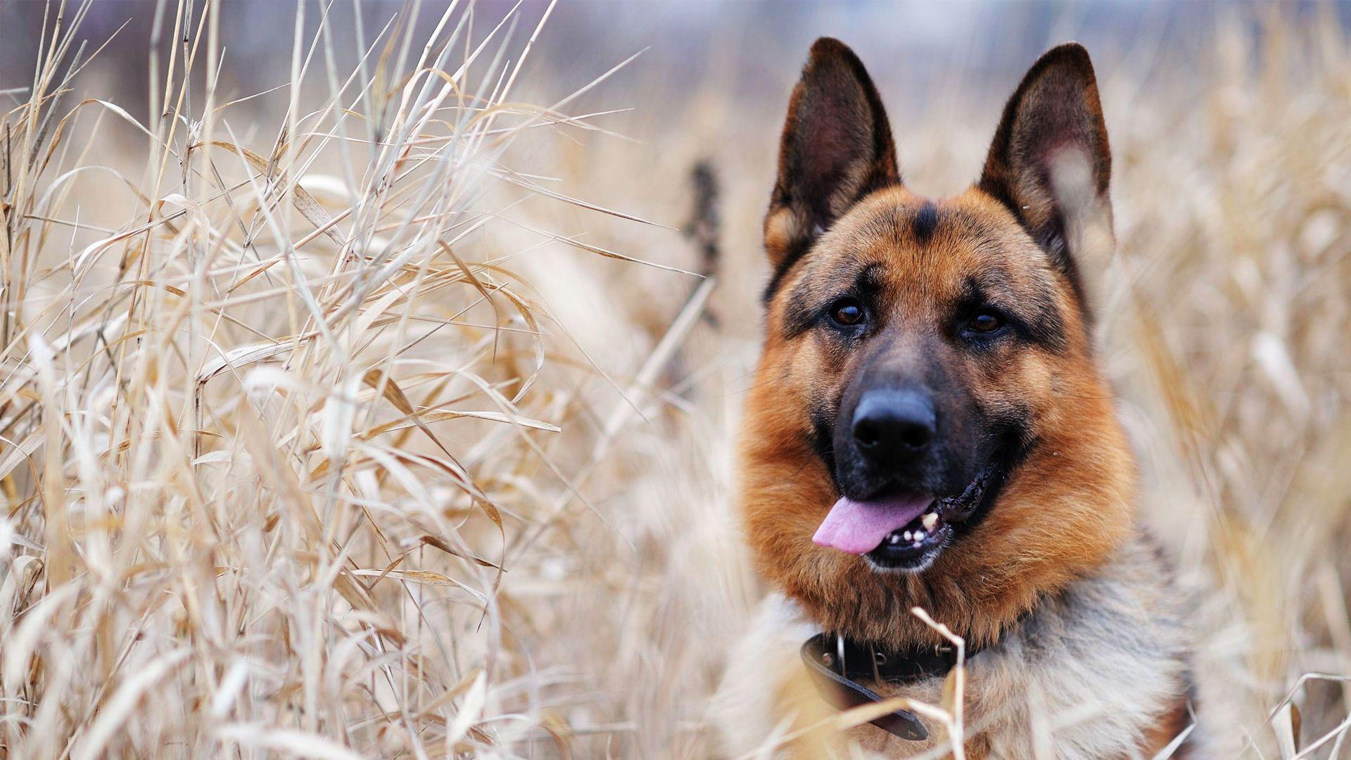 1920x1080 HD Animal Wallpaper