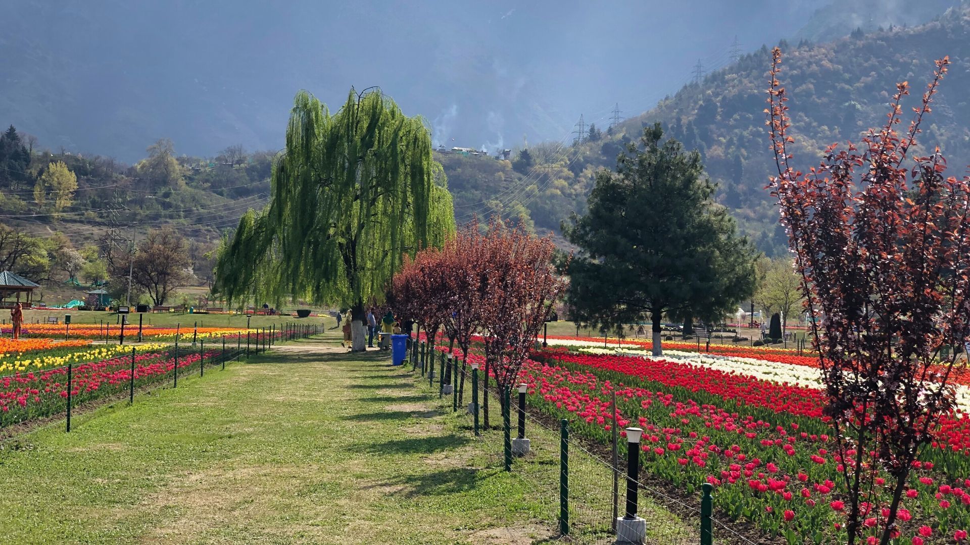 1920x1080 You Can Visit The Tulip Garden In Jammu And Kashmir From March 19