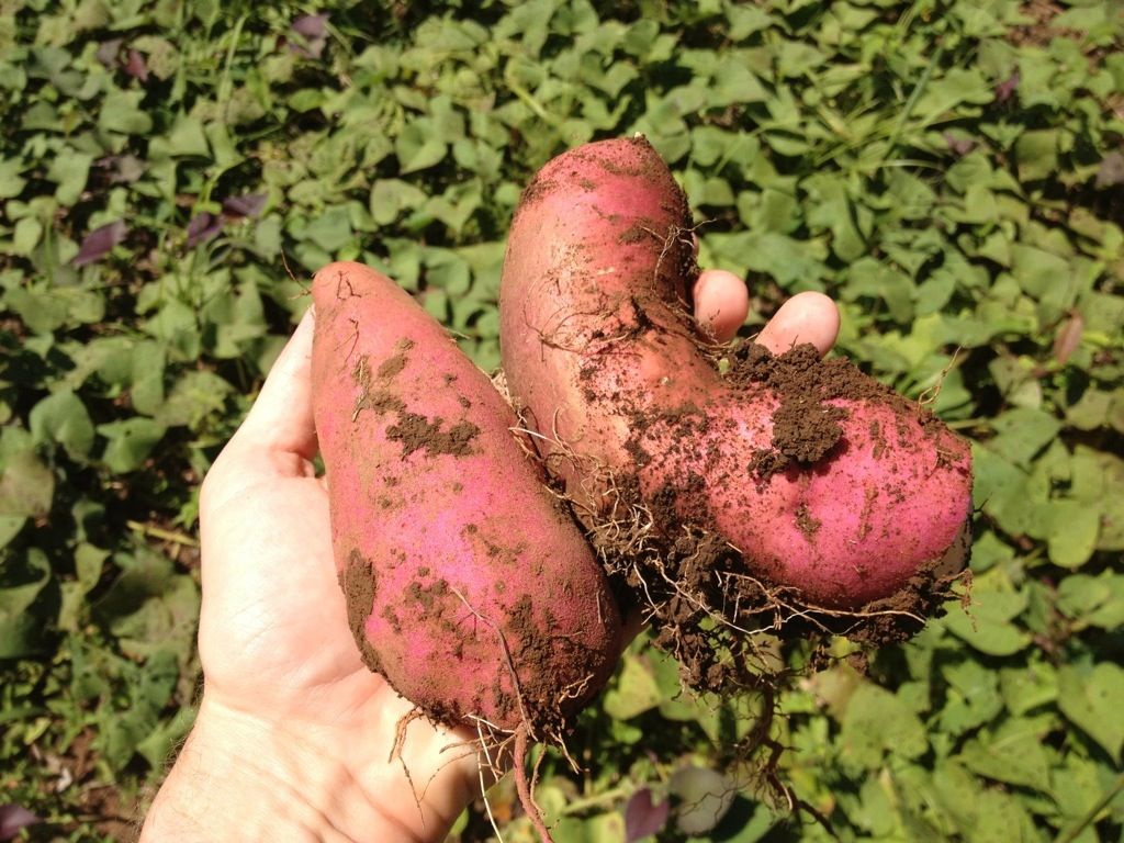 1024x768 Tropical Sweet Potato (Camote)
