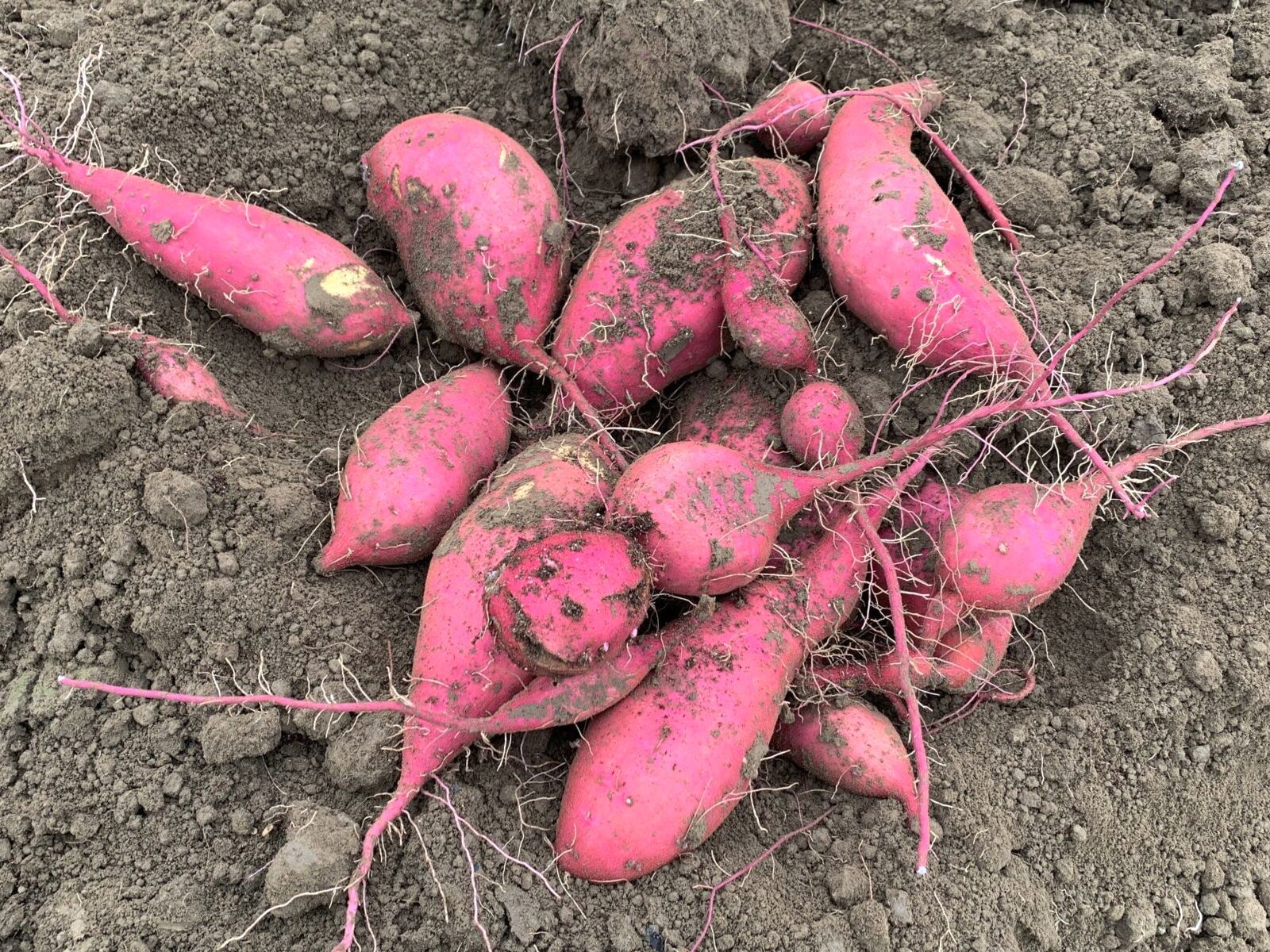 1600x1200 Sweetpotatoes can be grown in Pacific Northwest. WSU Insider. Washington State University
