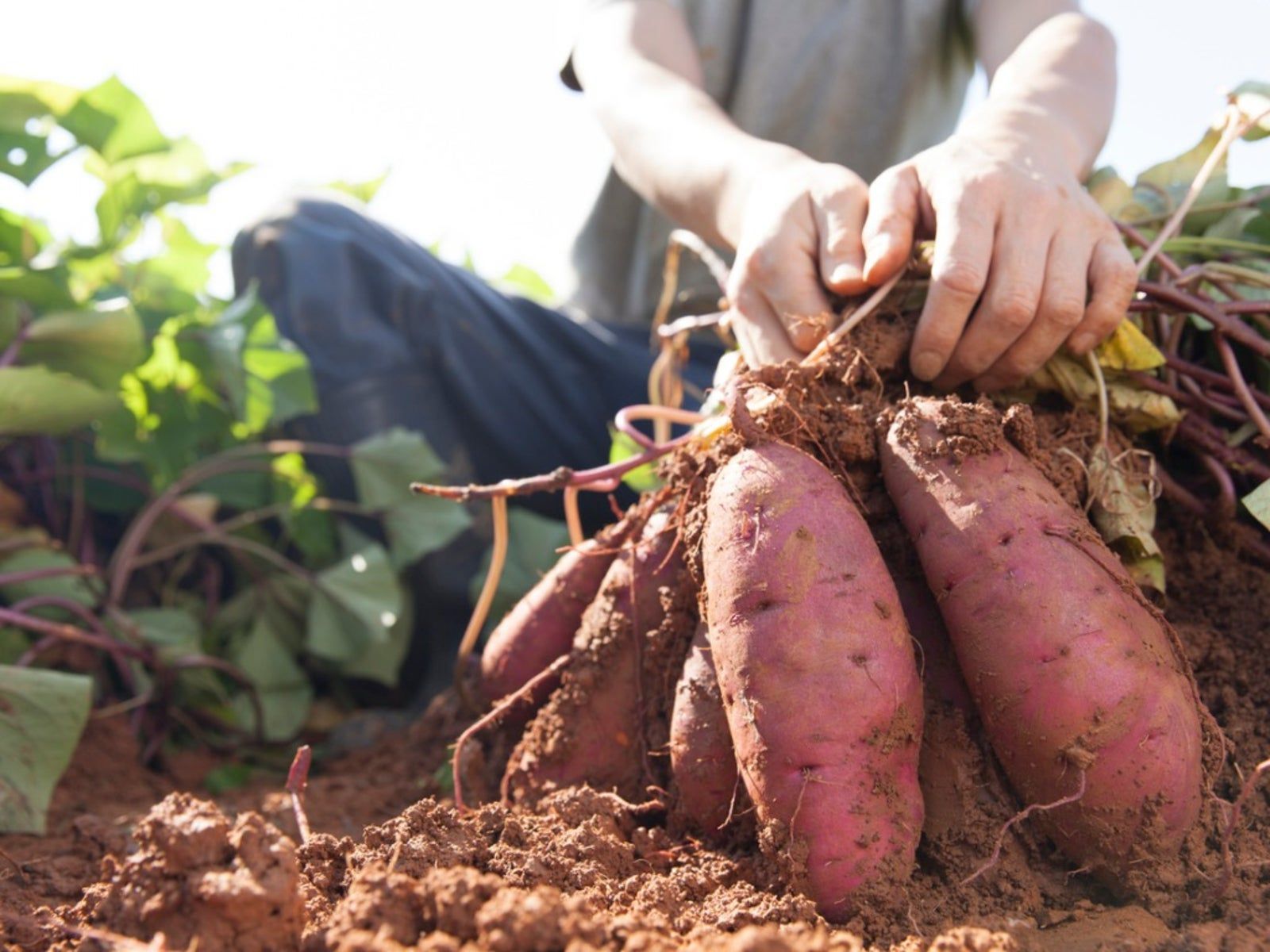 1600x1200 Harvesting Sweet Potatoes And How To Harvest Sweet Potatoes