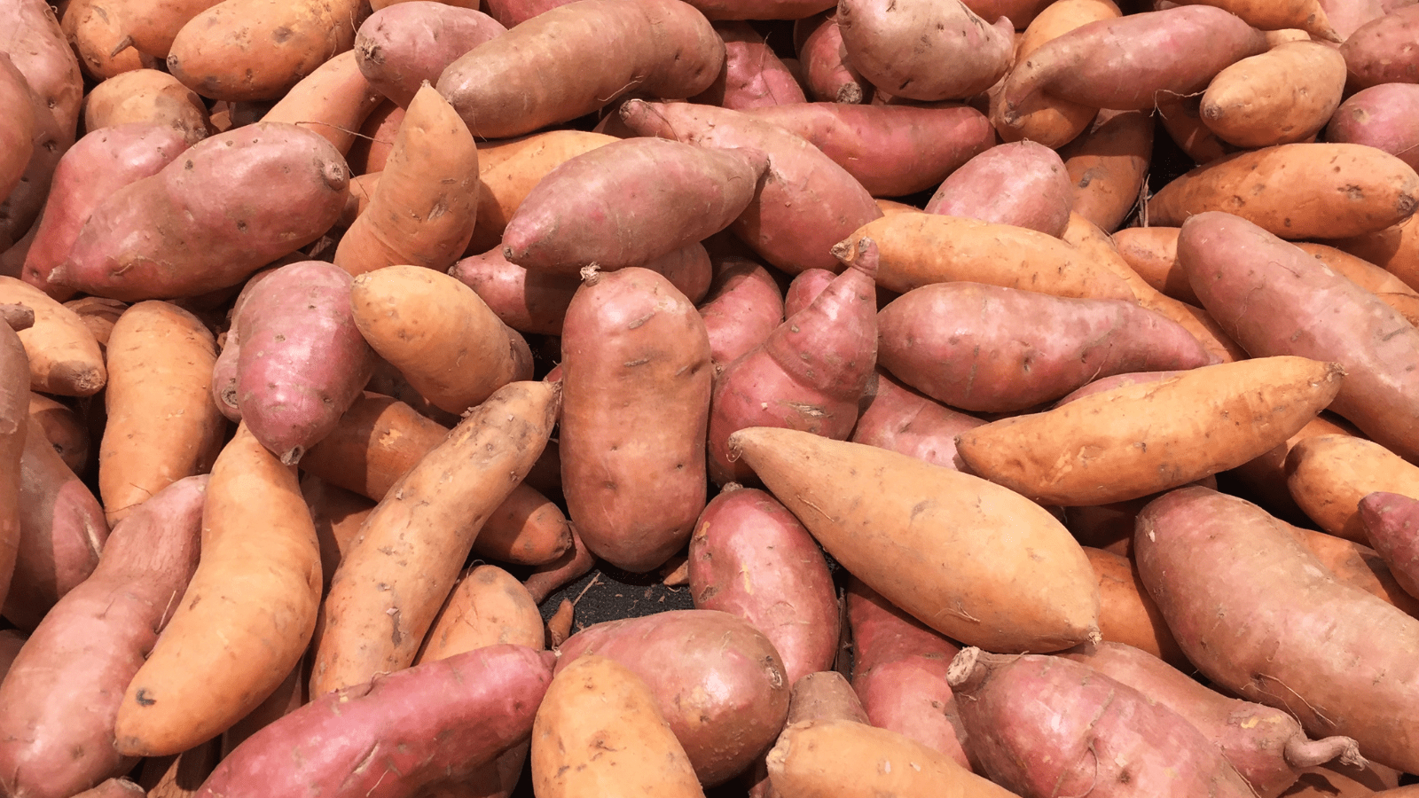 1600x900 Steele Plant Company. Grow Your Own Sweet Potatoes. Varieties!