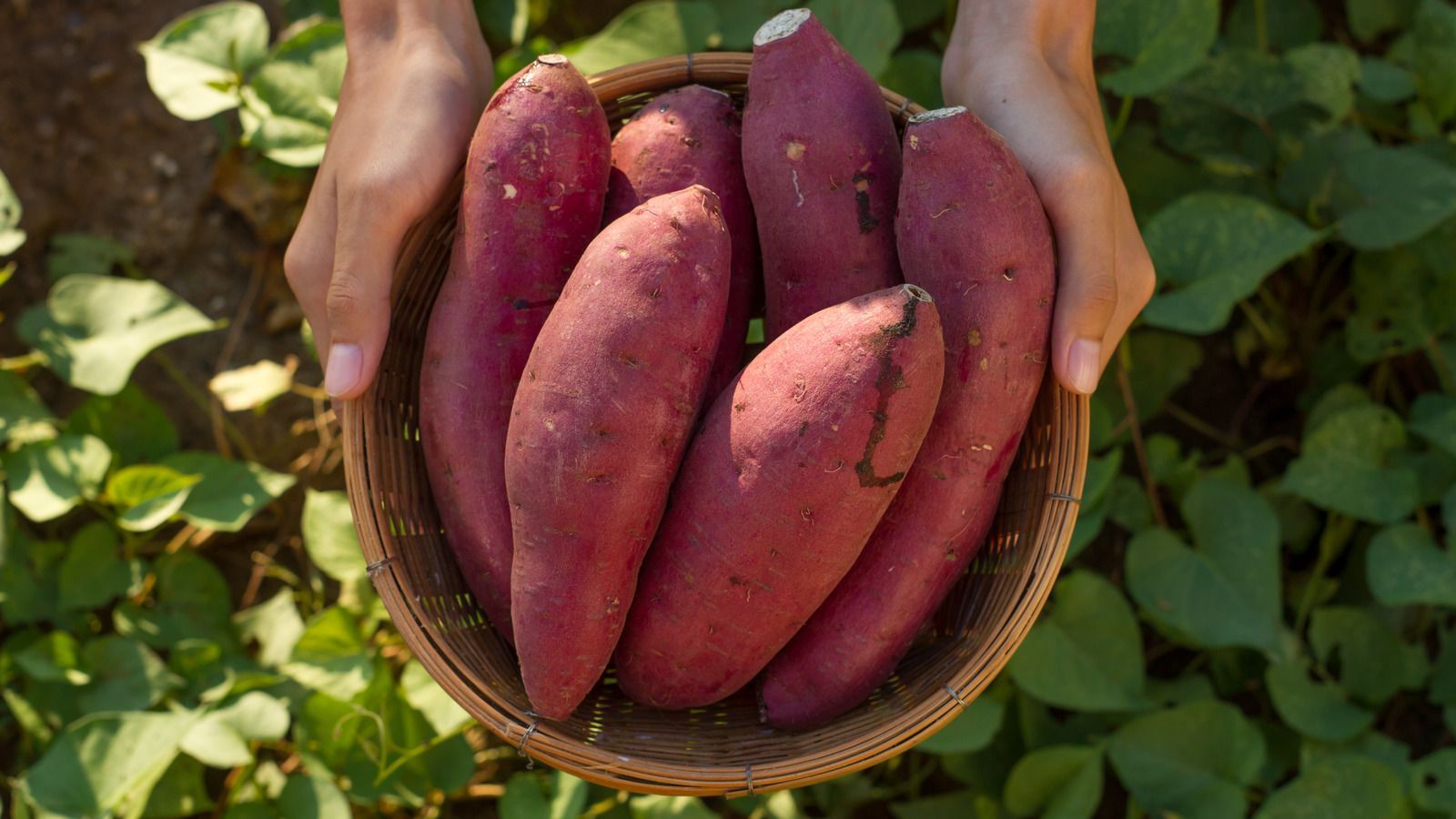 1600x900 Sweet Potatoes Vs. Yams: What's The Difference?