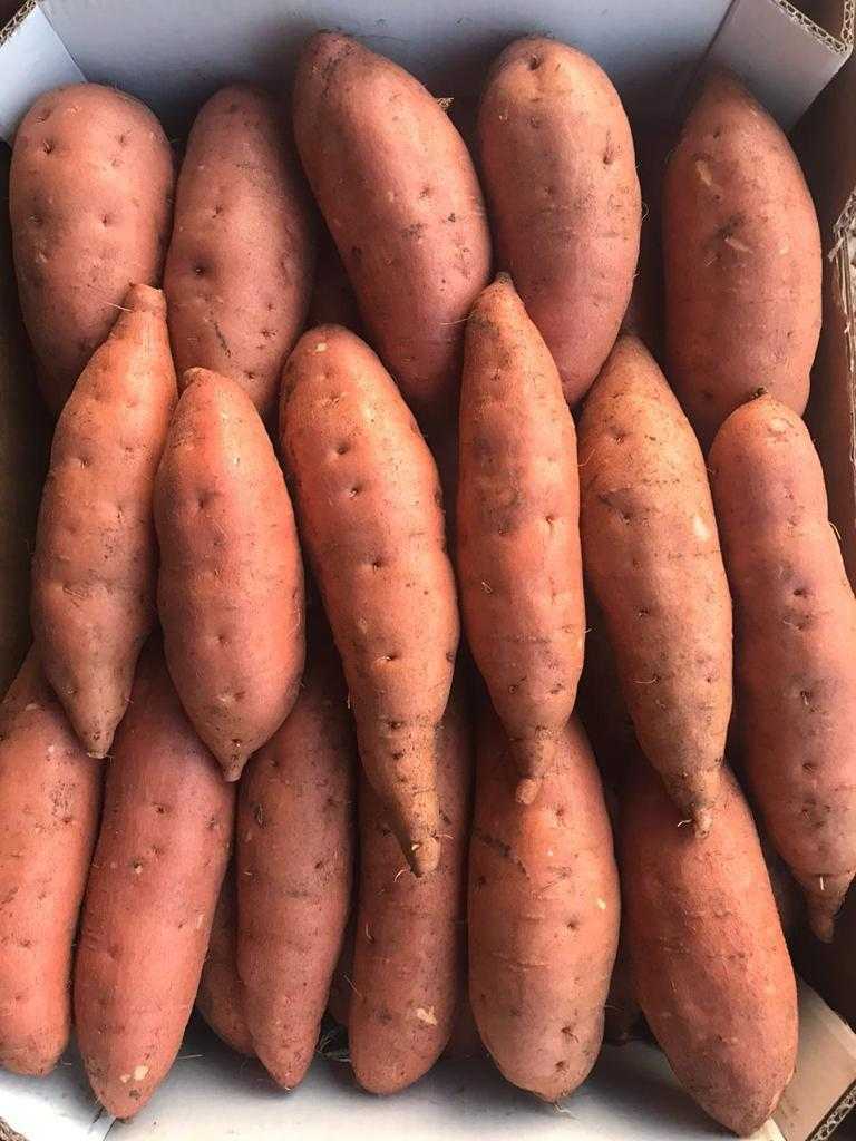 768x1024 Fresh Sweet Potato Offers From Egypt