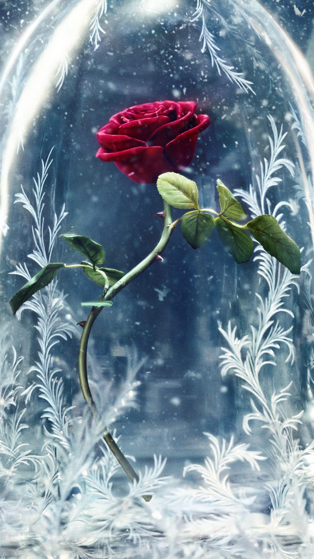 1080x1920 Wallpaper Beauty and the Beast, glass, rose, best movies