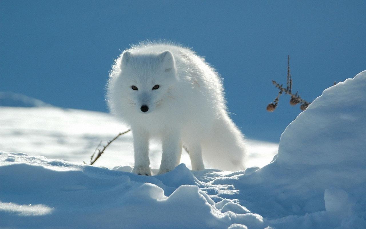 1280x800 Animal Wallpaper