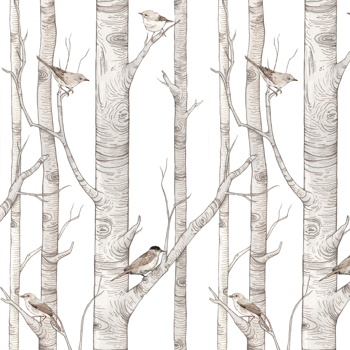 Birch Trees Wallpapers Top Free Birch Trees Backgrounds WallpaperAccess
