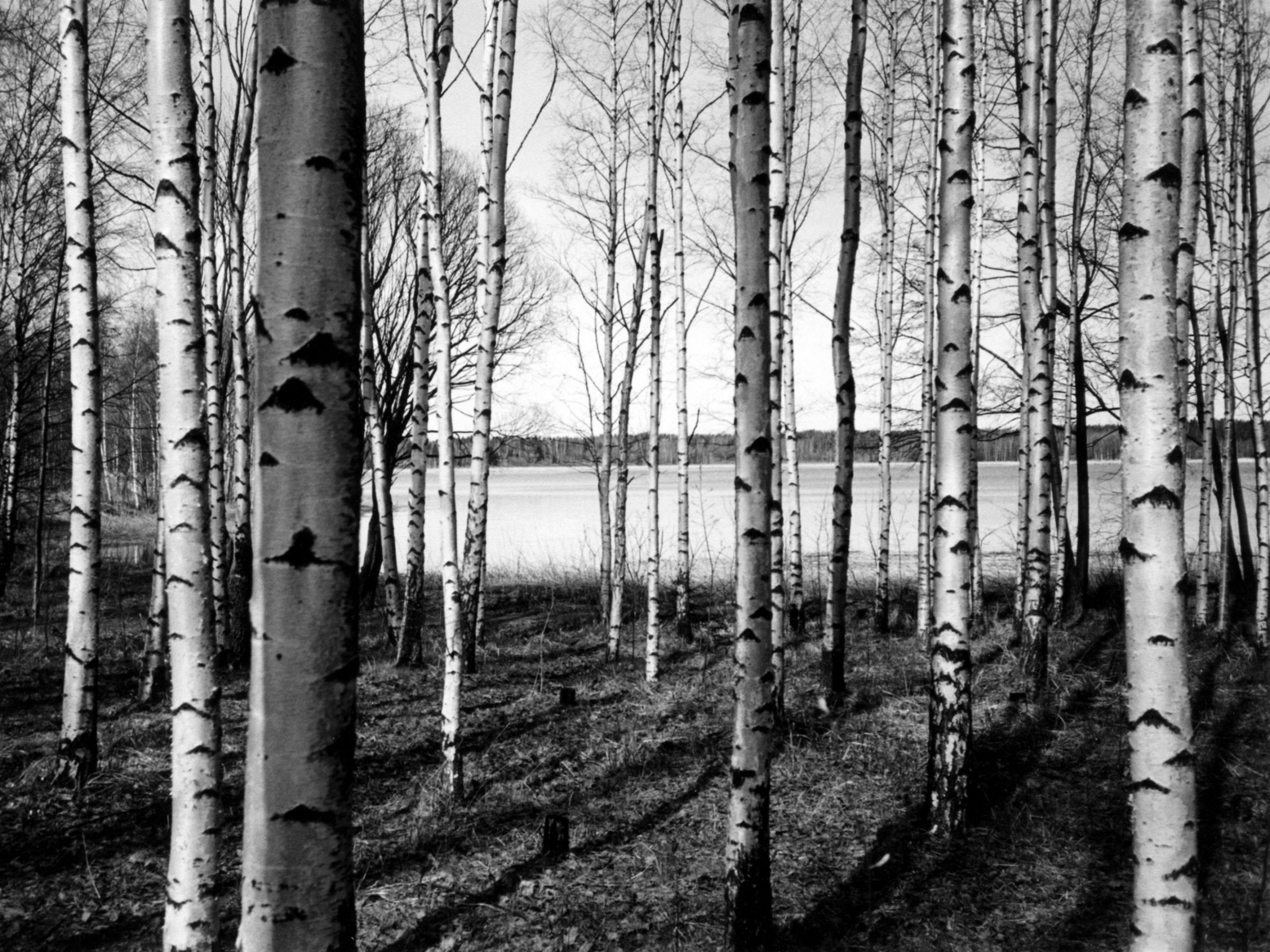 3200x2400 Birch Tree Mural. Black & White Woods Mural Your Way
