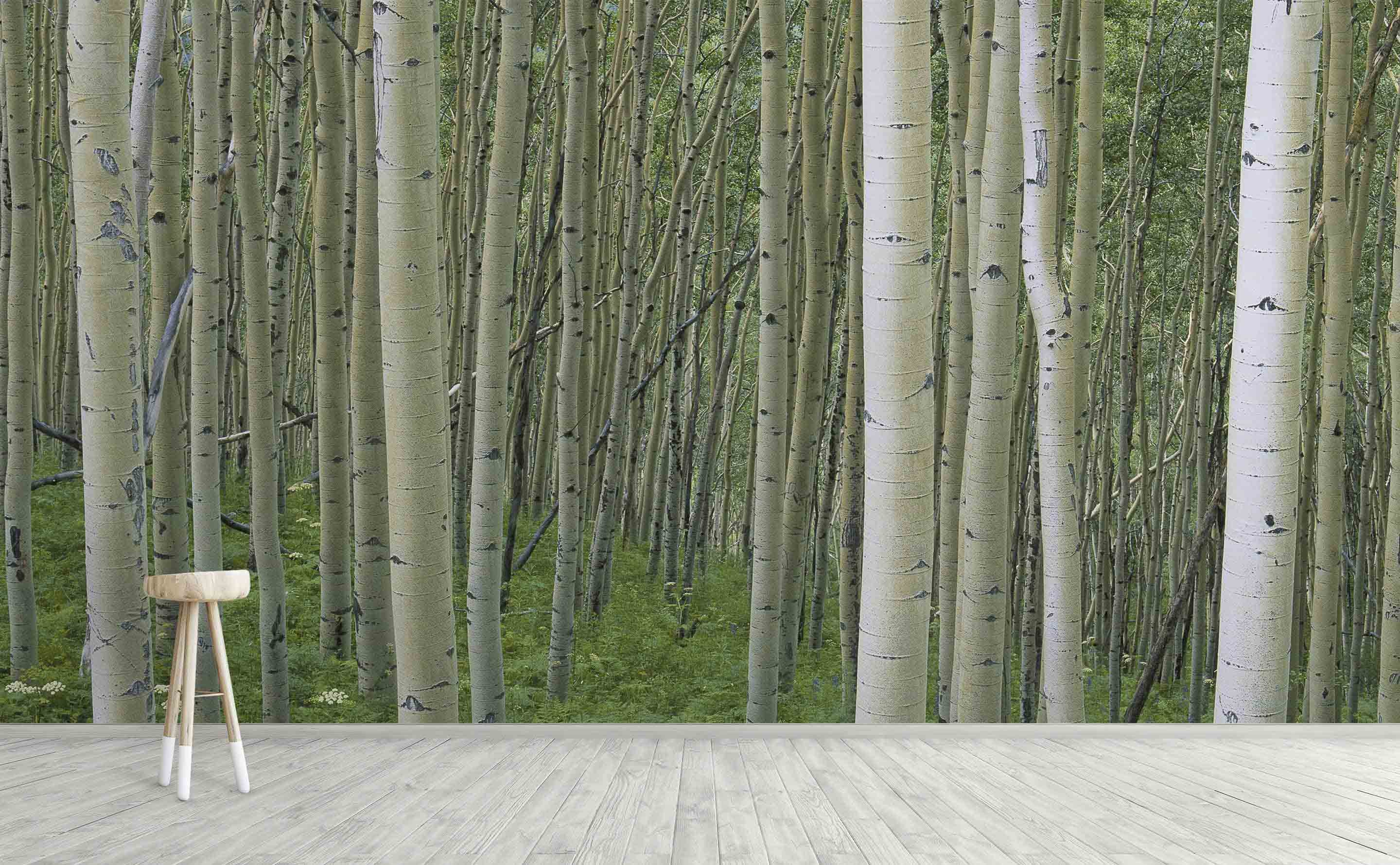 Birch Trees Wallpapers Top Free Birch Trees Backgrounds WallpaperAccess