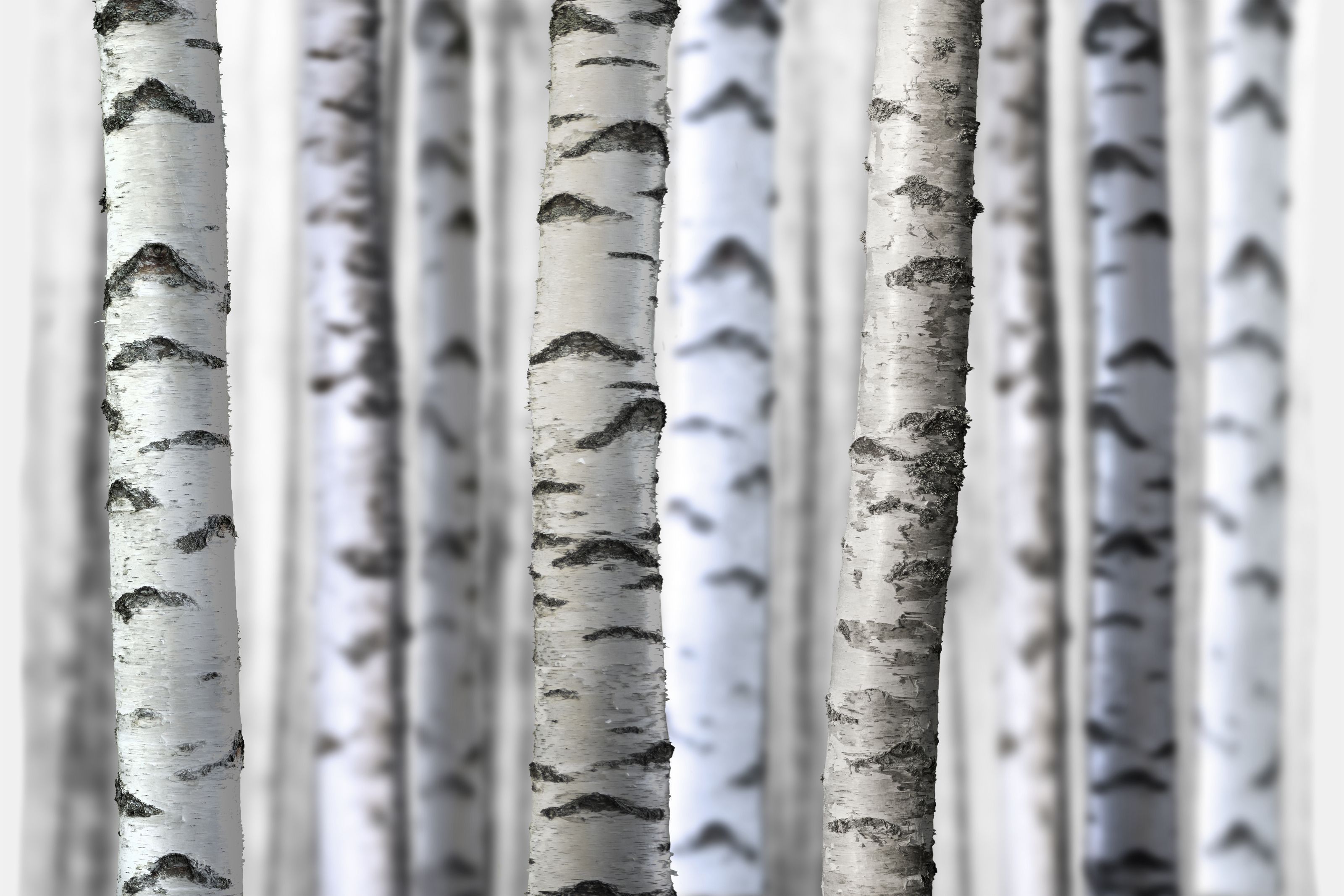 3200x2133 Birch Tree Trunks Mural. Birch Trees Wallpaper Your Way
