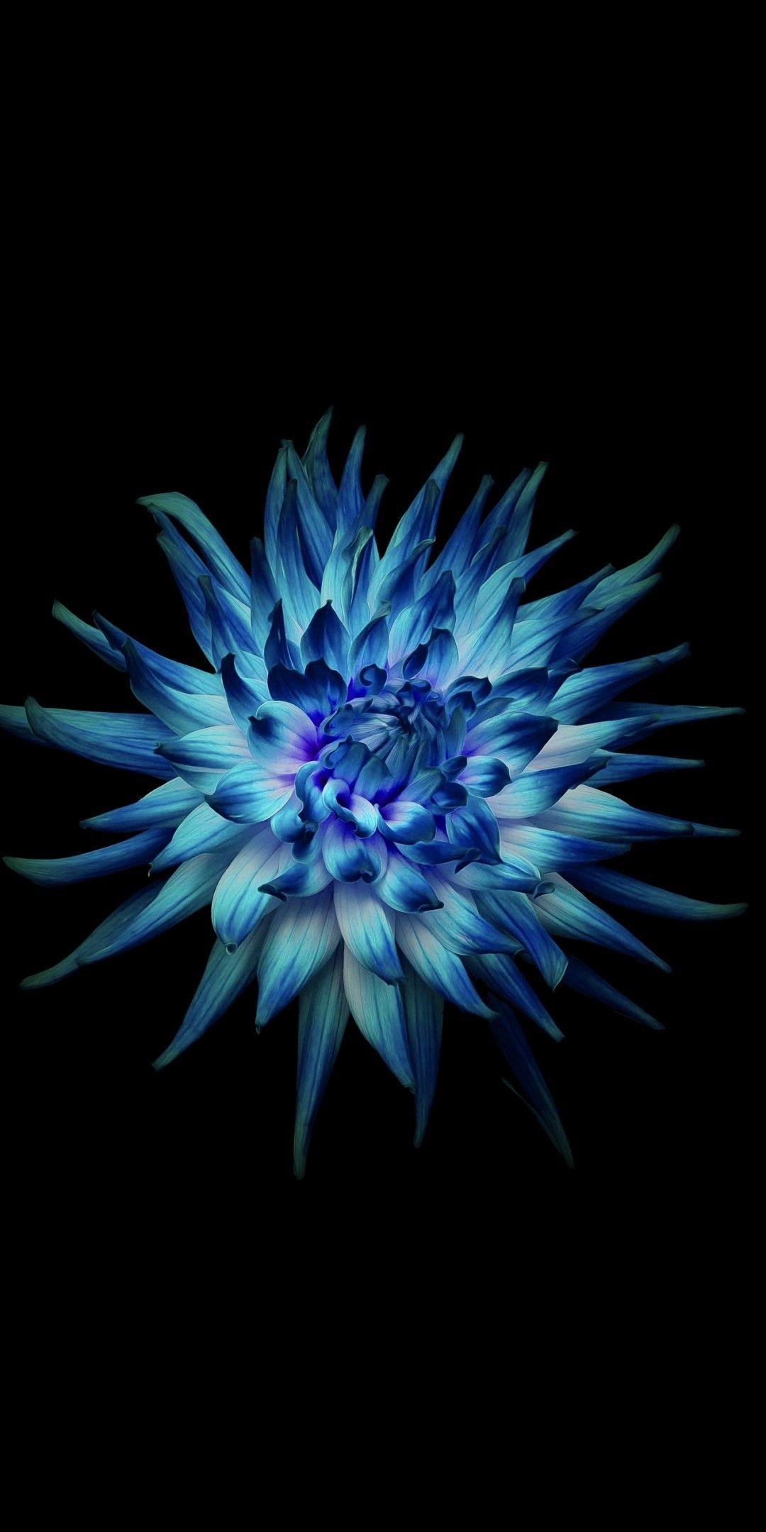 1080x2160 Download 1080x2160 Huawei Mate 10 Stock, Blue Flower, Petals