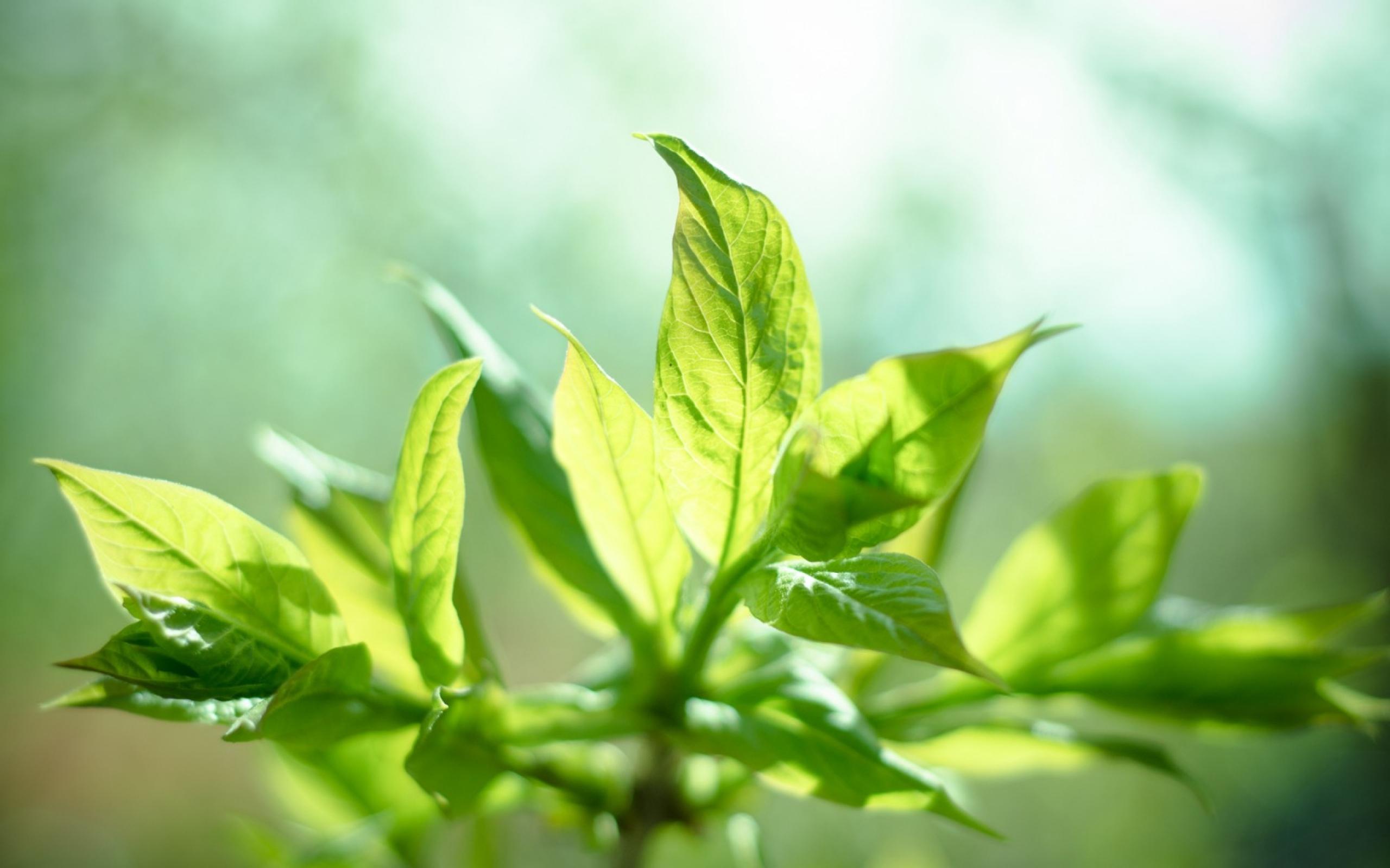 2560x1600 Photosynthesis Wallpaper