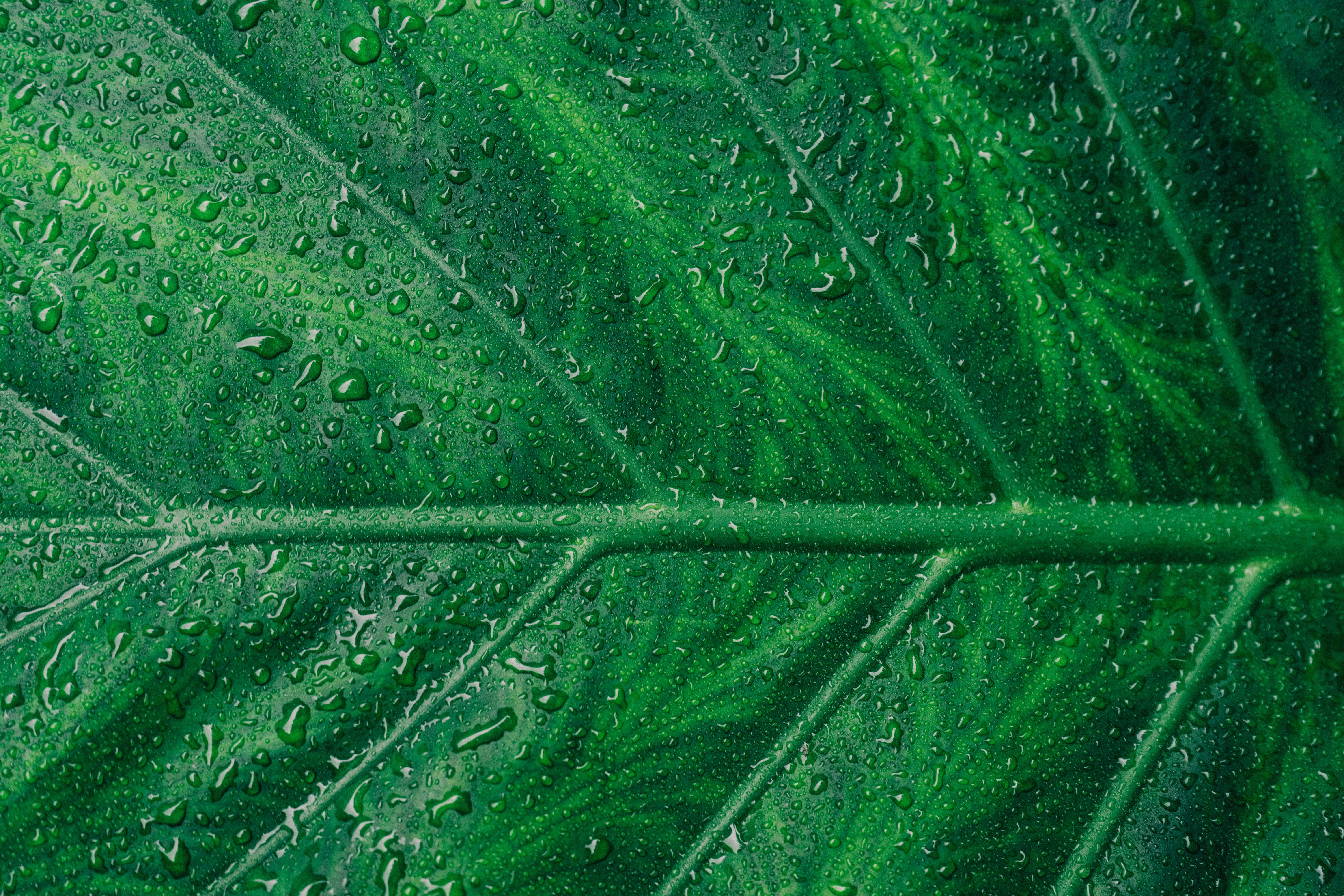 6000x4000 Photosynthesis Photo, Download The BEST Free Photoynthesis & HD Image