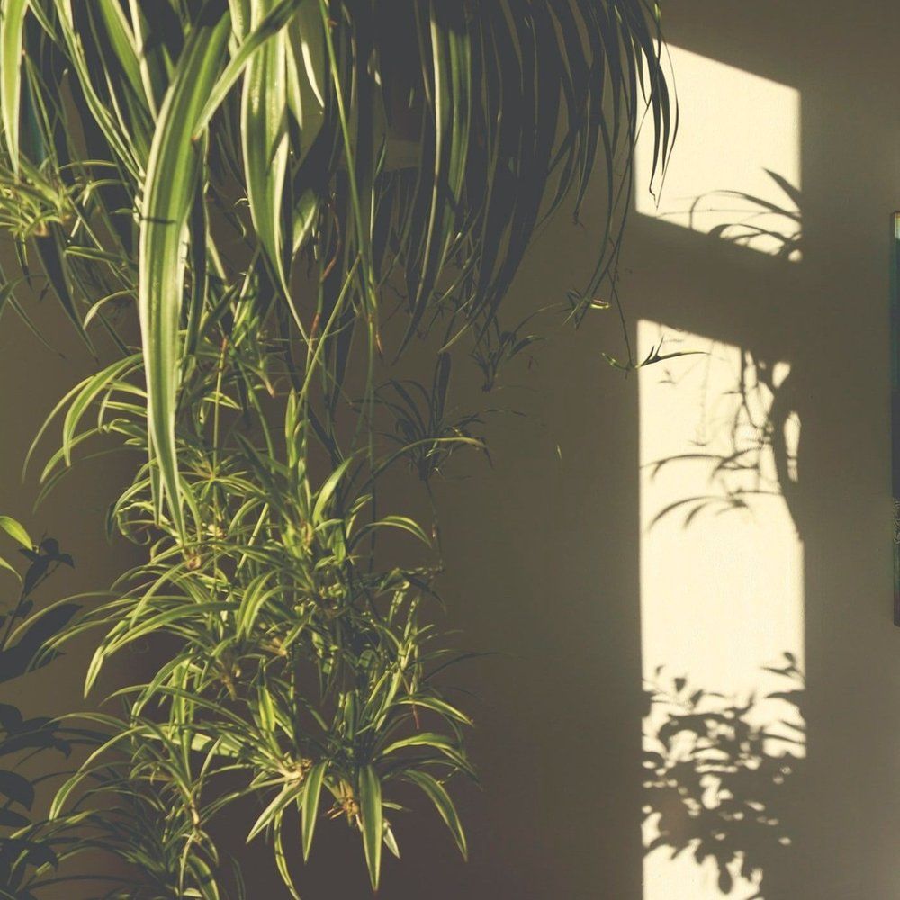 1000x1000 photosynthesis