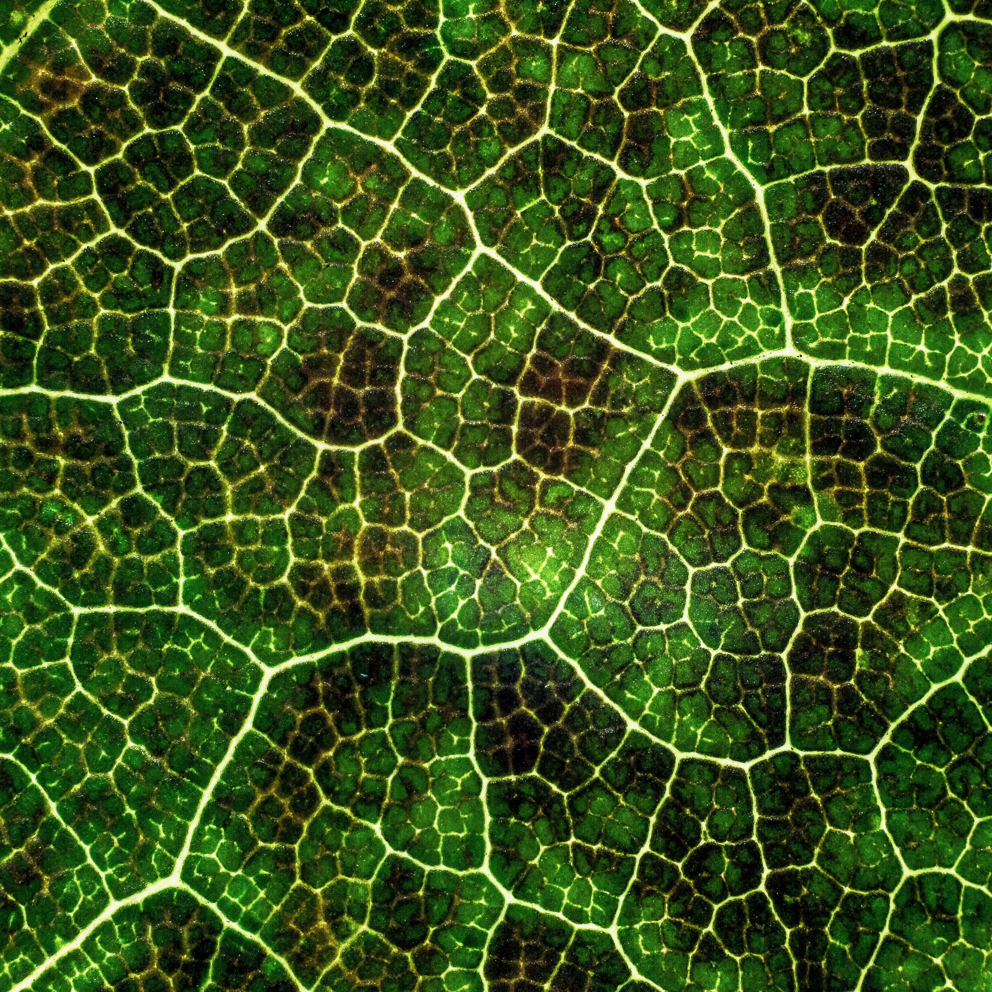 3415x3415 Download wallpaper 3415x3415 leaf, texture, macro, surface, plant, veins, lines, green, photoynthesis ipad pro 12.9 retina for parallax HD background