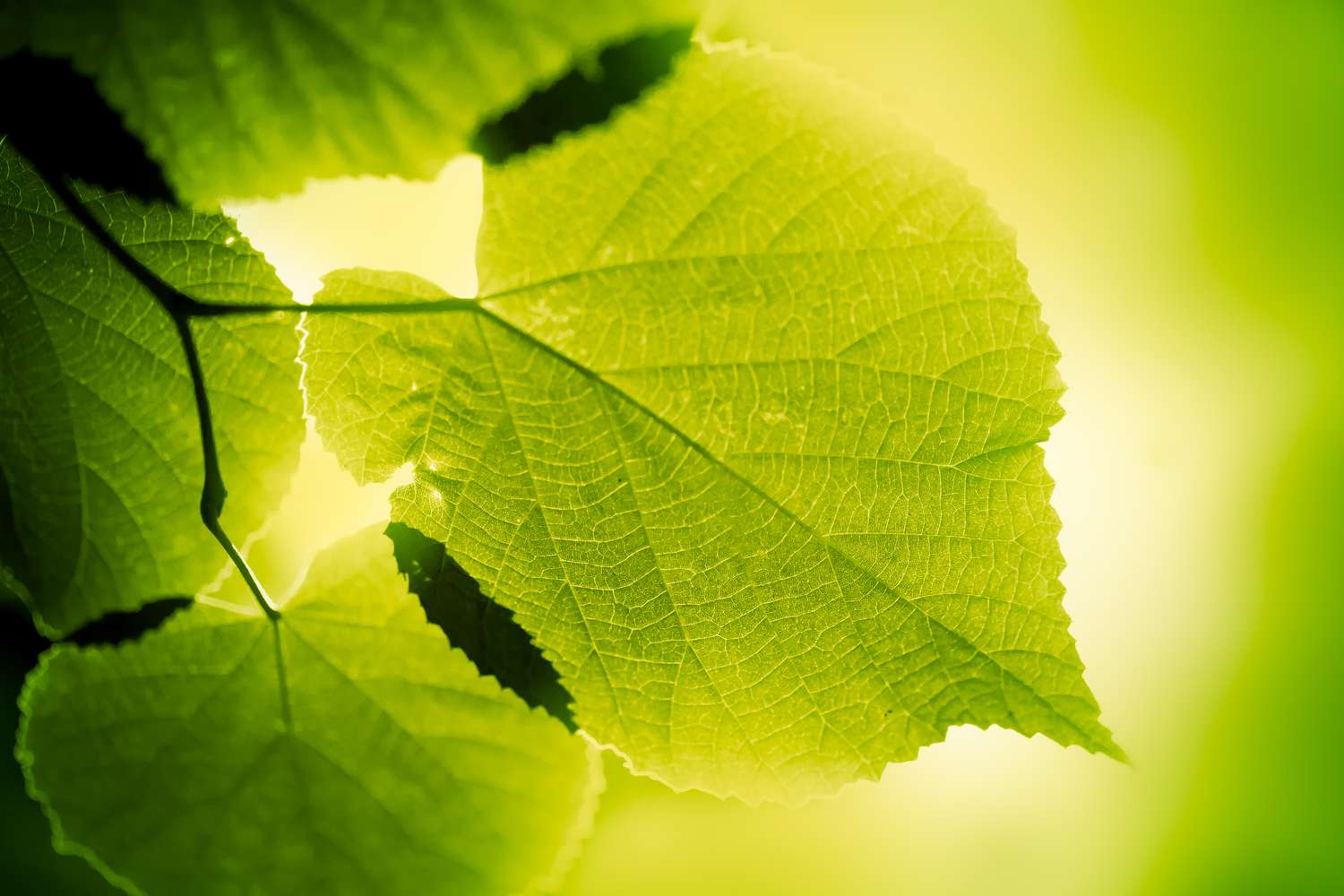 1500x1000 Photosynthesis Quiz You Know How Plants Make Food?