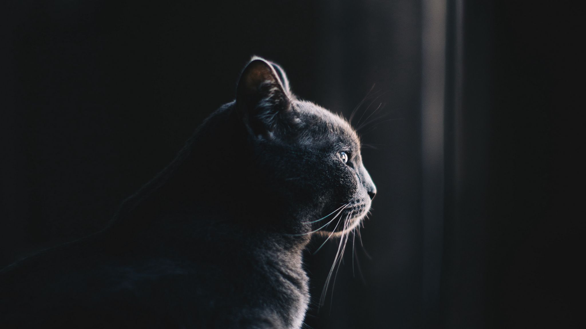 2048x1152 Black Profile Wallpaper