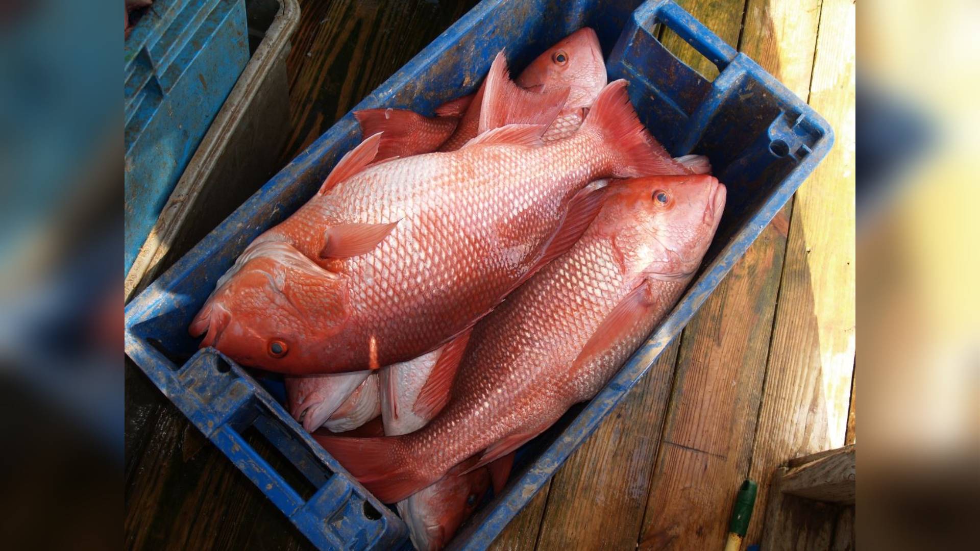 1920x1080 red snapper season reopening