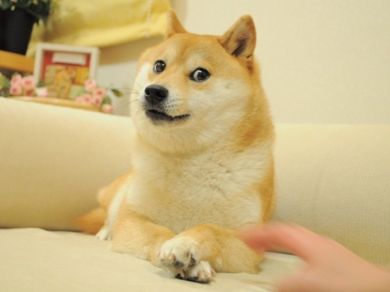 1280x960 Doge Original Image