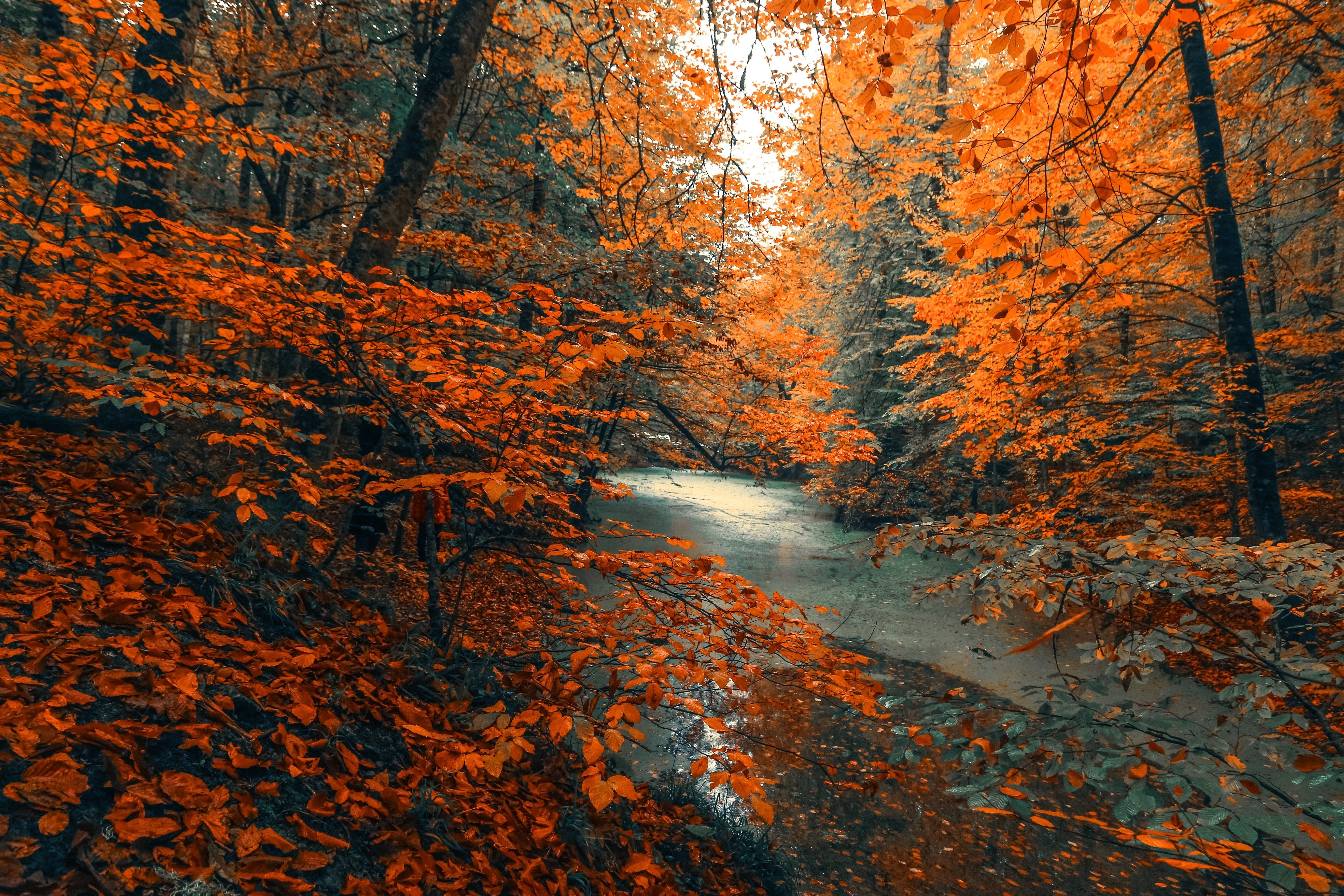 5472x3648 Beautiful and Cozy Fall Computer Background