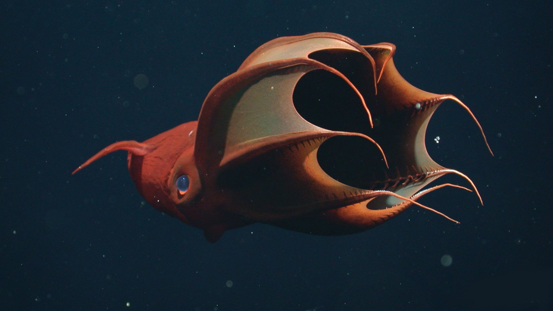 1920x1082 Deep Sea Wallpaper • MBARI