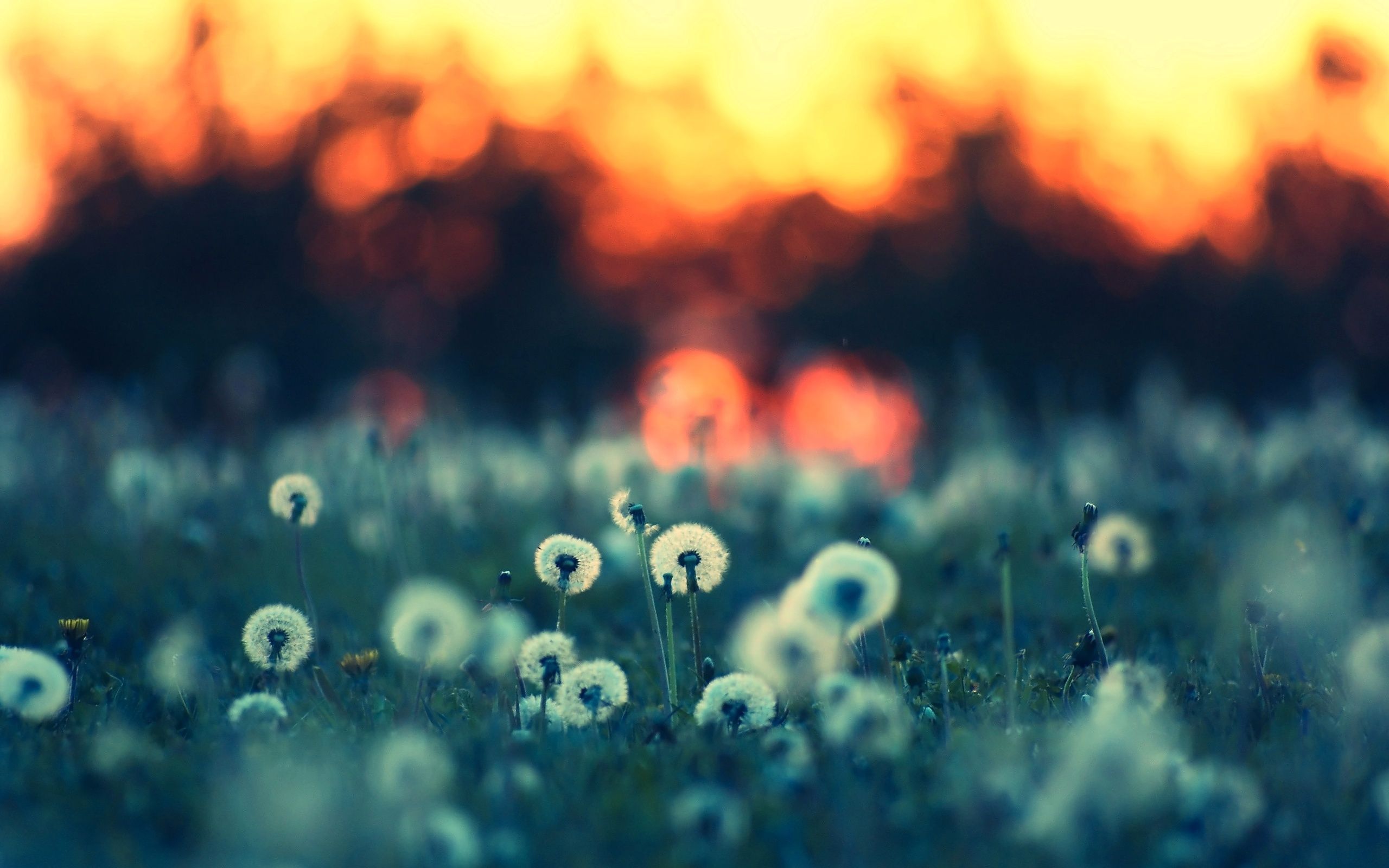 2560x1600 Midsummer Wallpaper
