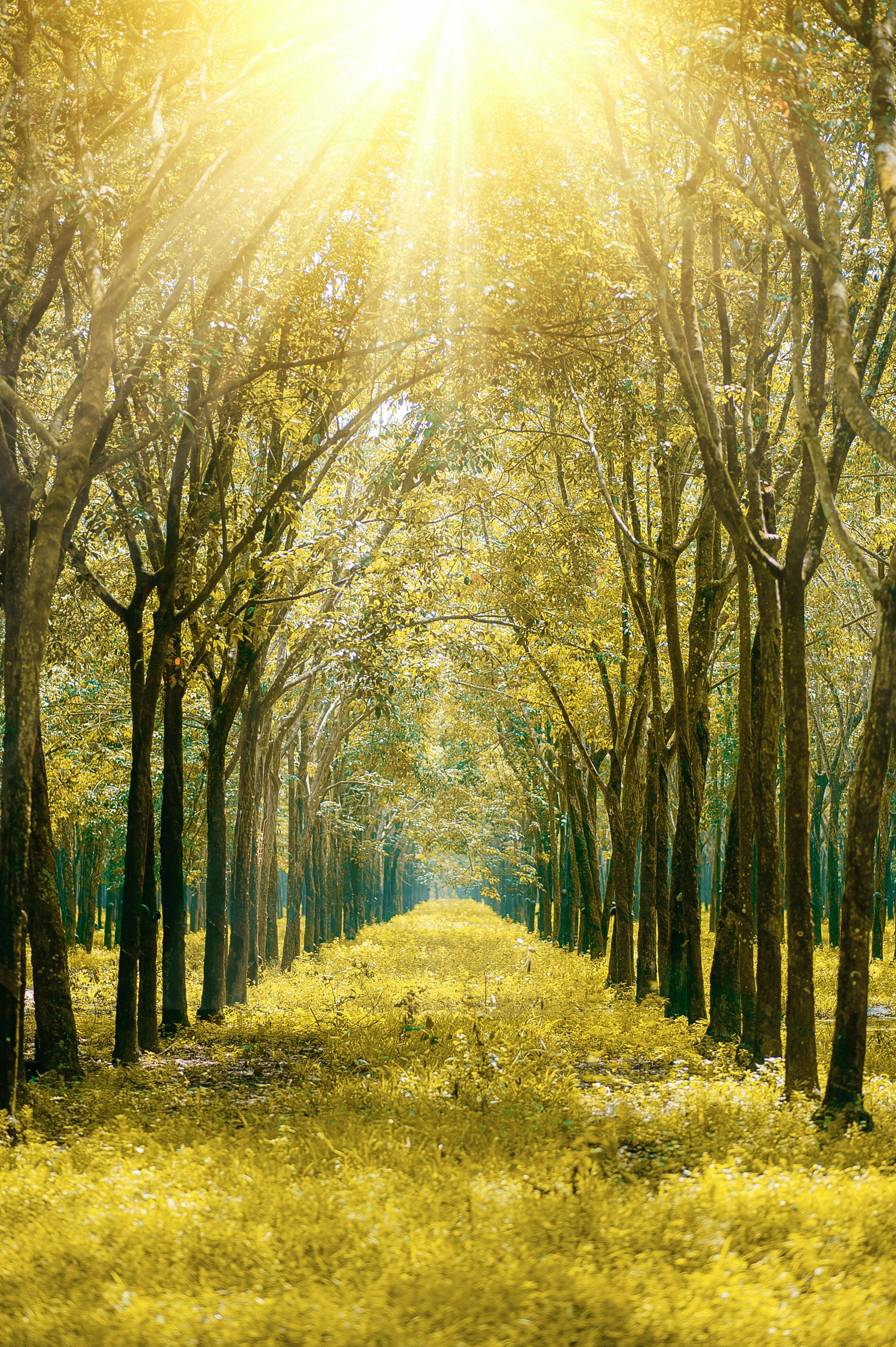 2787x4188 Scenic View of The Forest During Sunrise Mobile Wallpaperx4188 resolution wallpaper