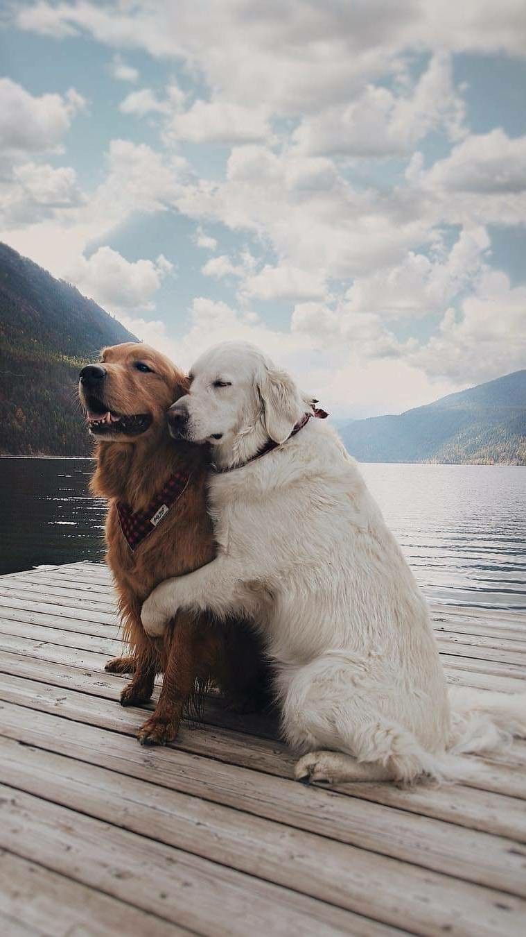 759x1350 Dog Lover Wallpaper