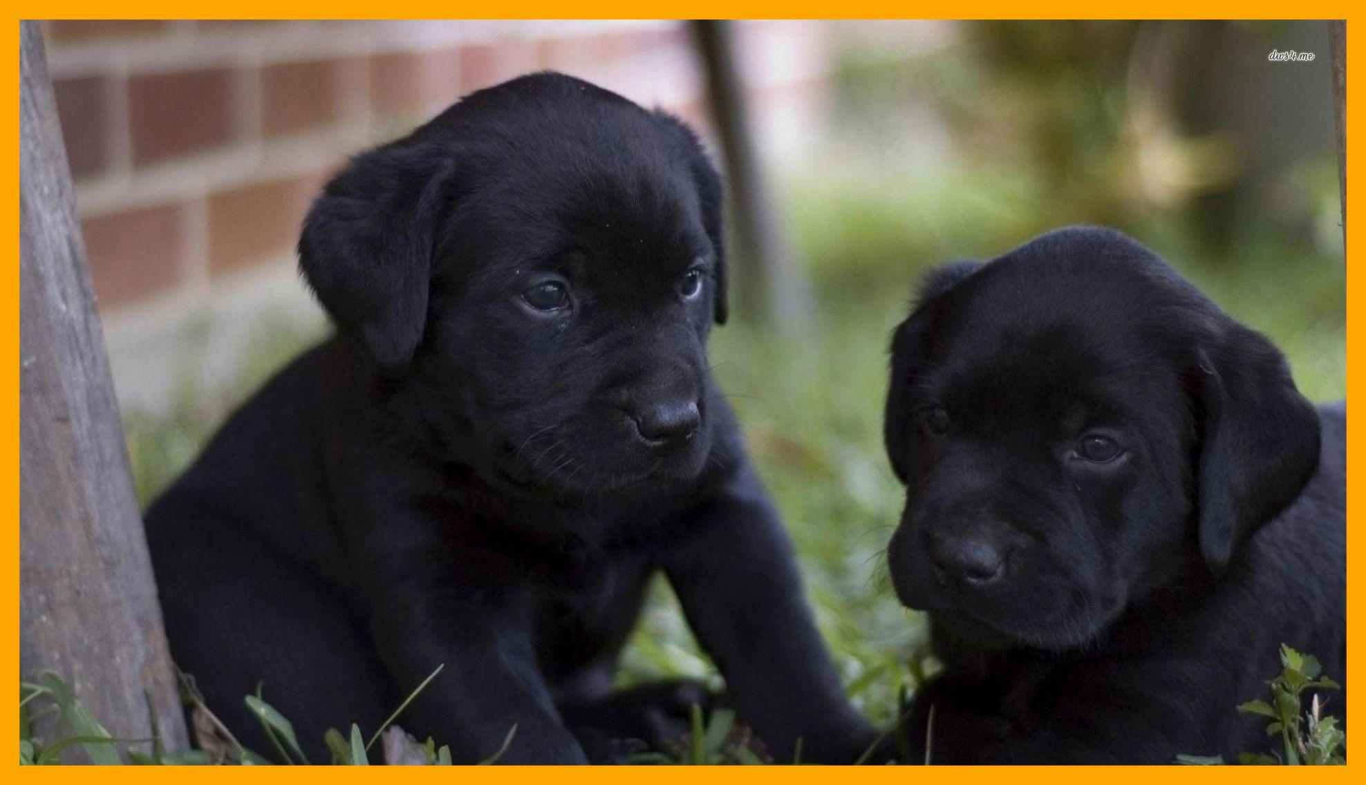 1976x1136 Black Labrador Wallpaper