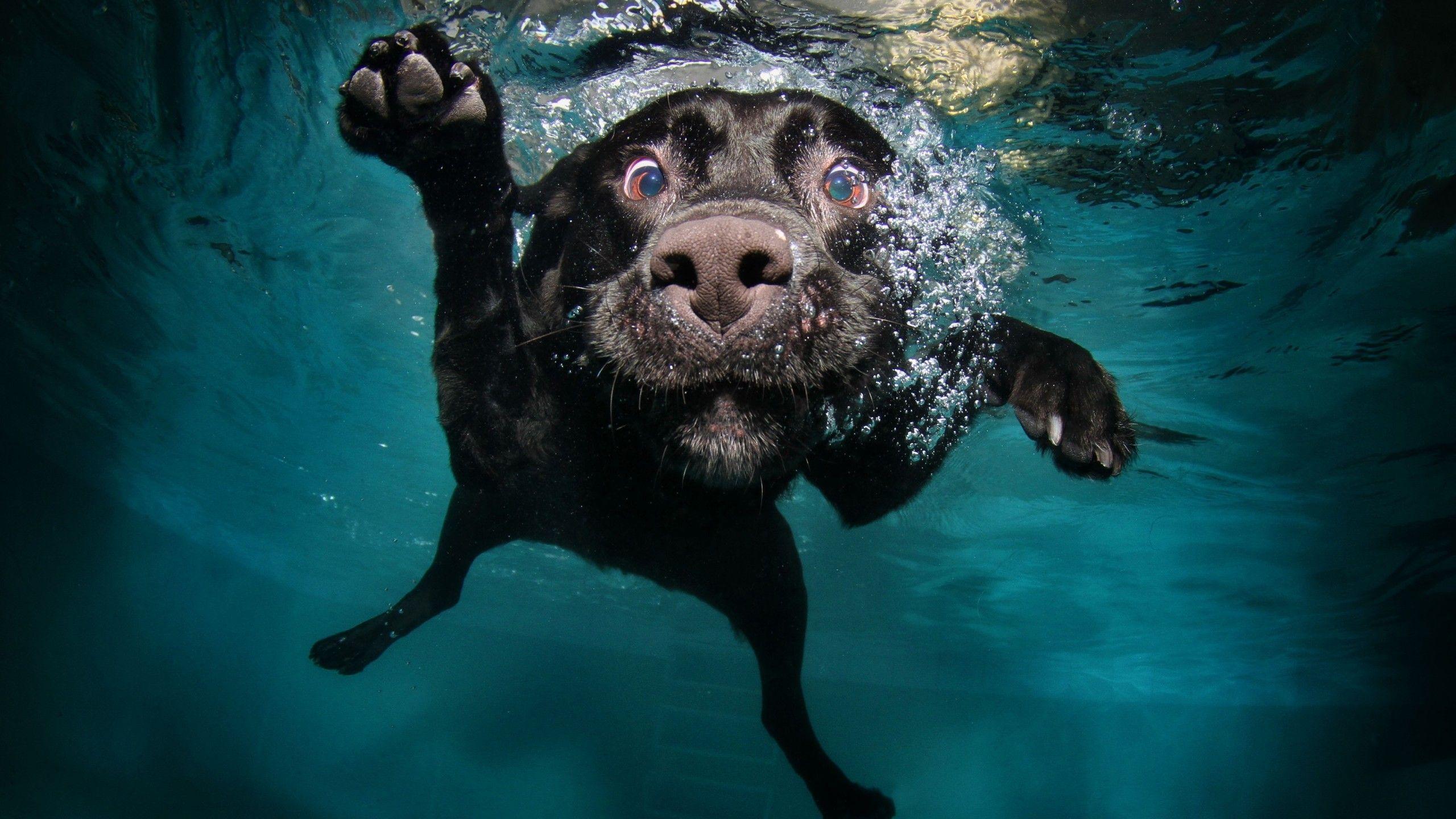 2560x1440 Wallpaper Dog, 5k, 4k wallpaper, puppy, black, underwater, funny