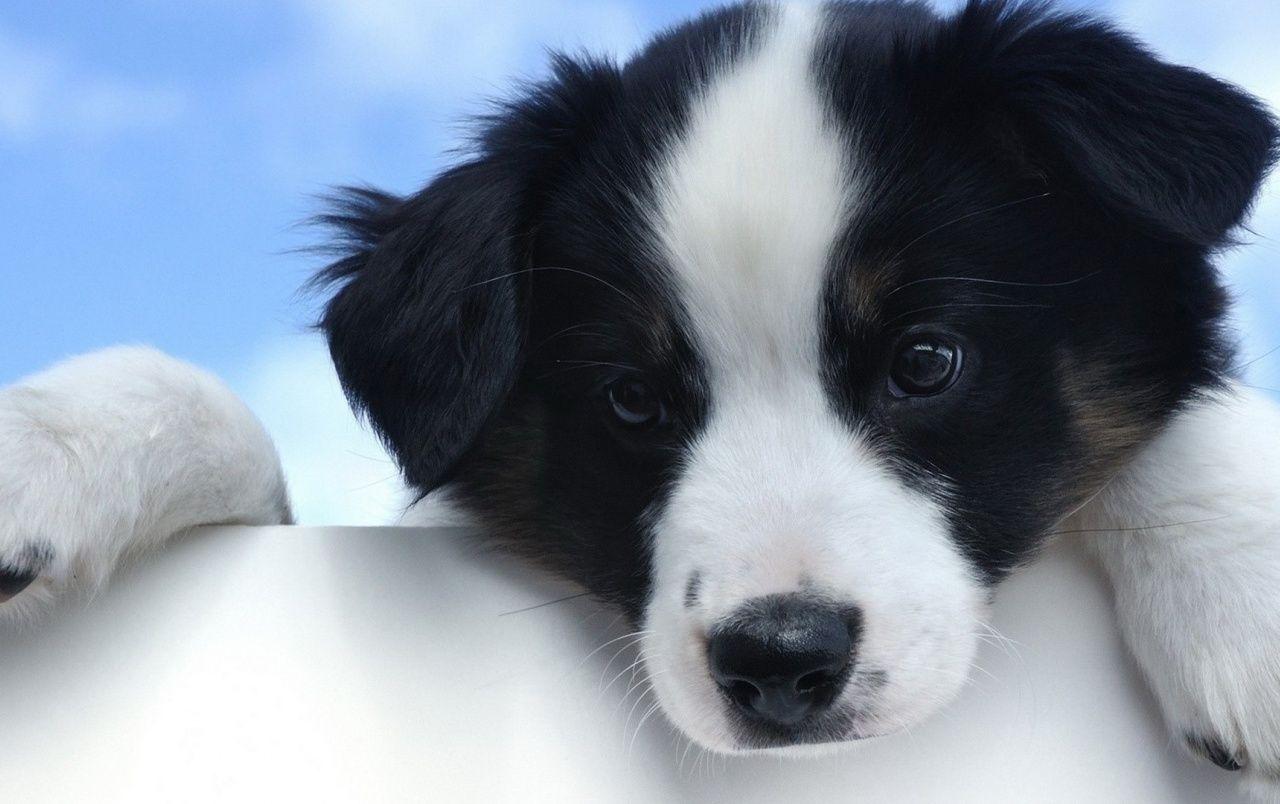 1280x804 Cute White and Black Puppy wallpaper. Cute White and Black Puppy