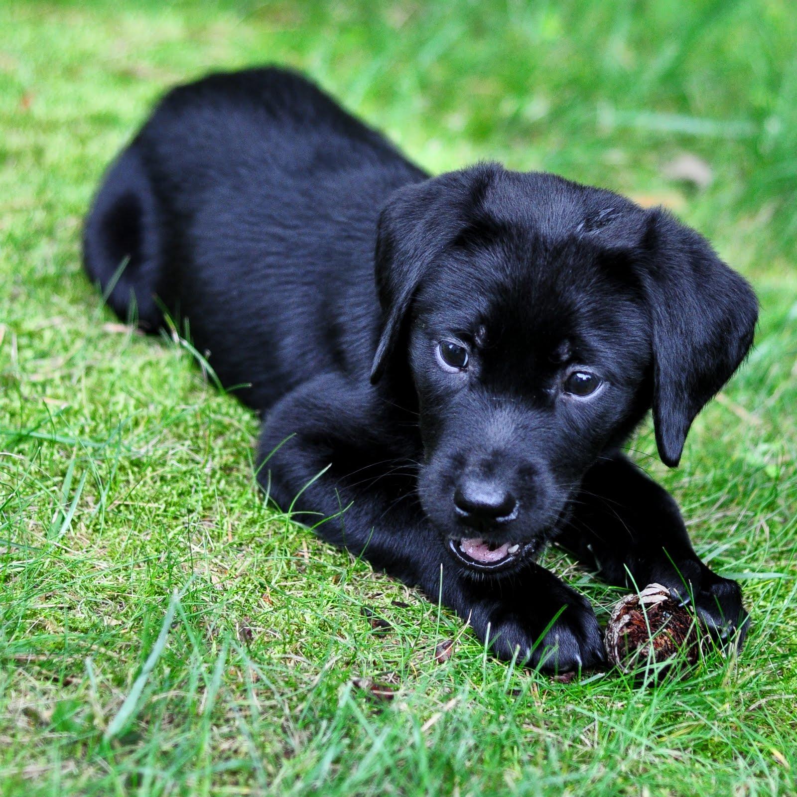 1600x1600 Black Lab Puppy Wallpaper