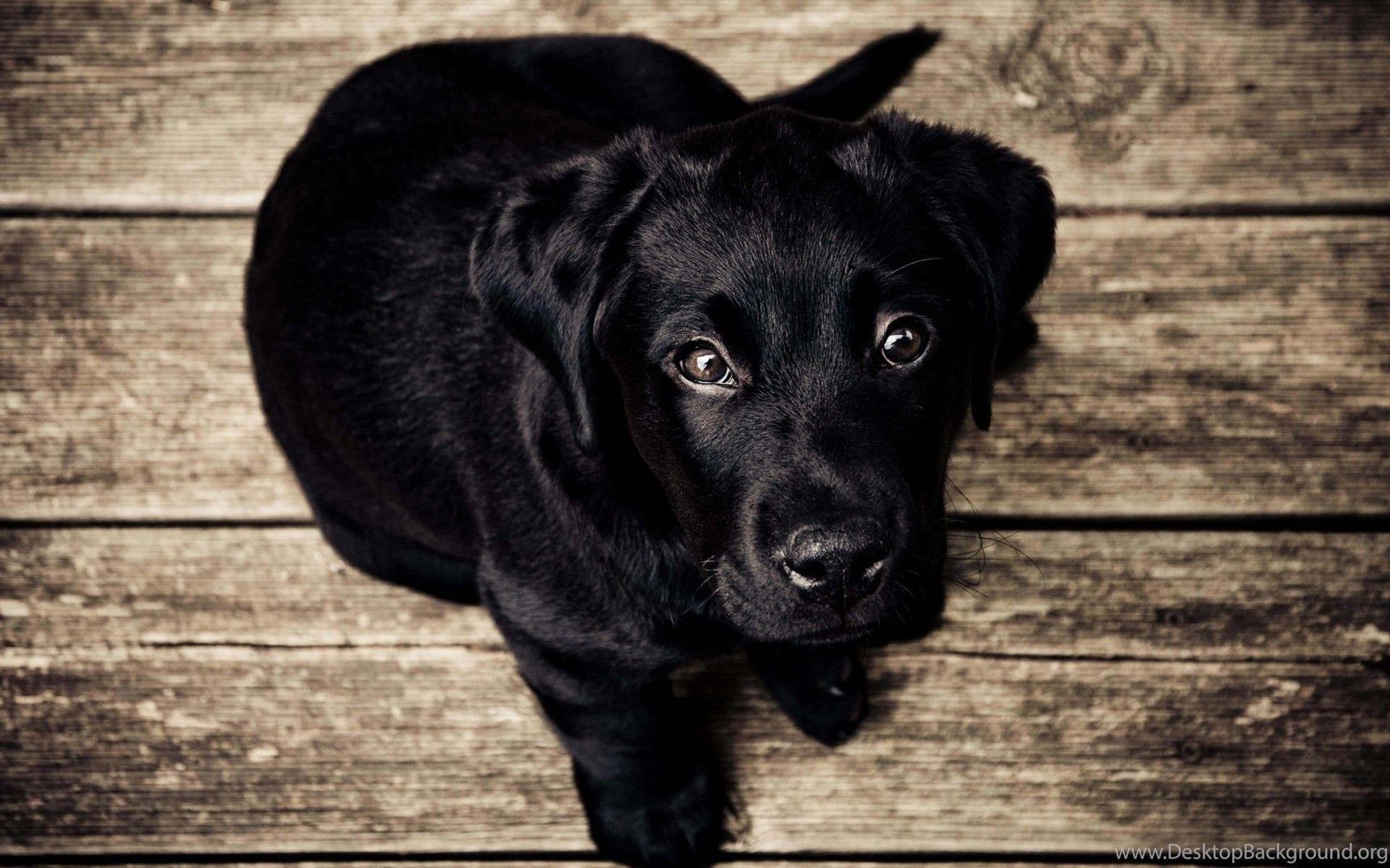 1920x1200 Black Labrador Wallpaper