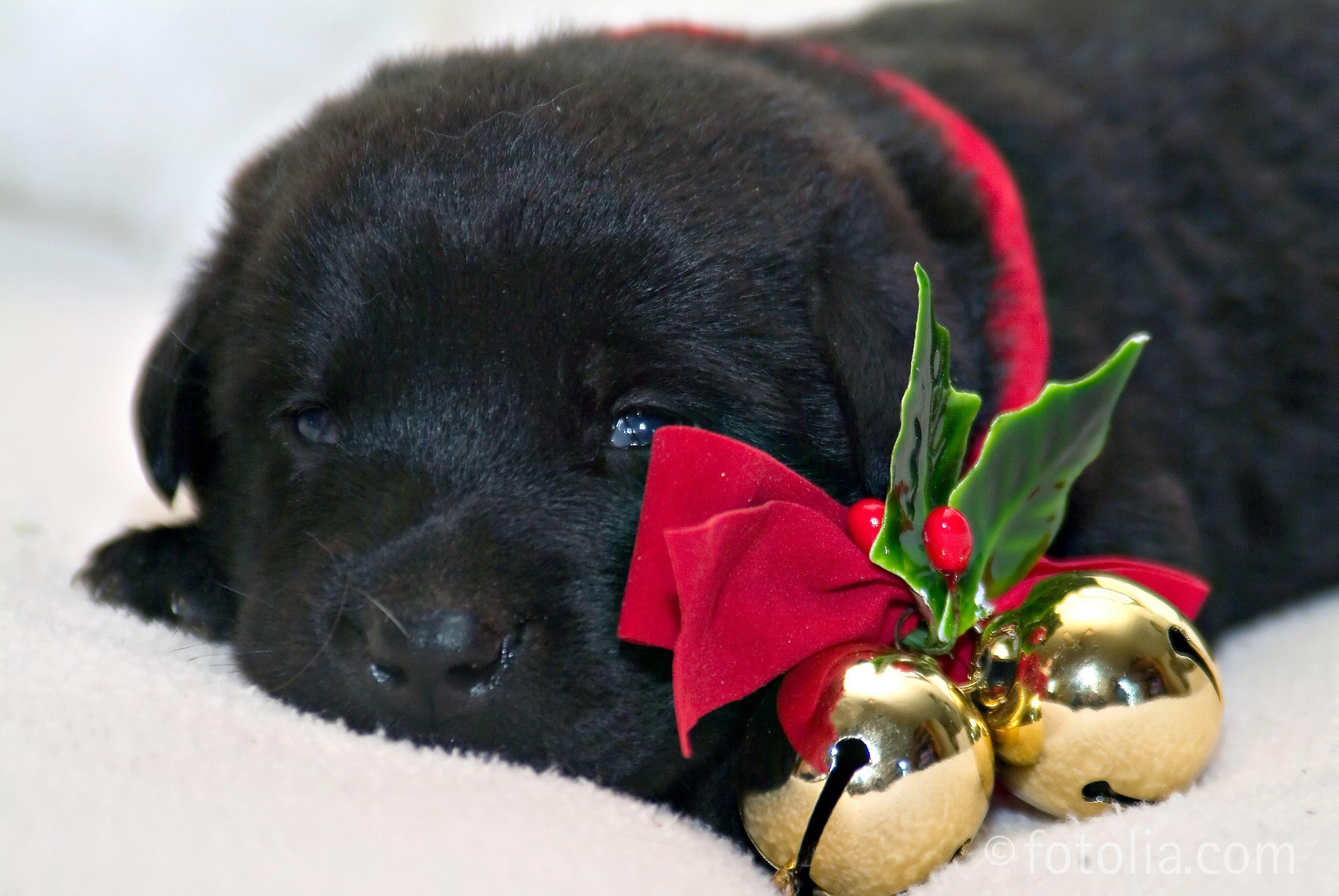 3024x2024 Black Lab Wallpaper