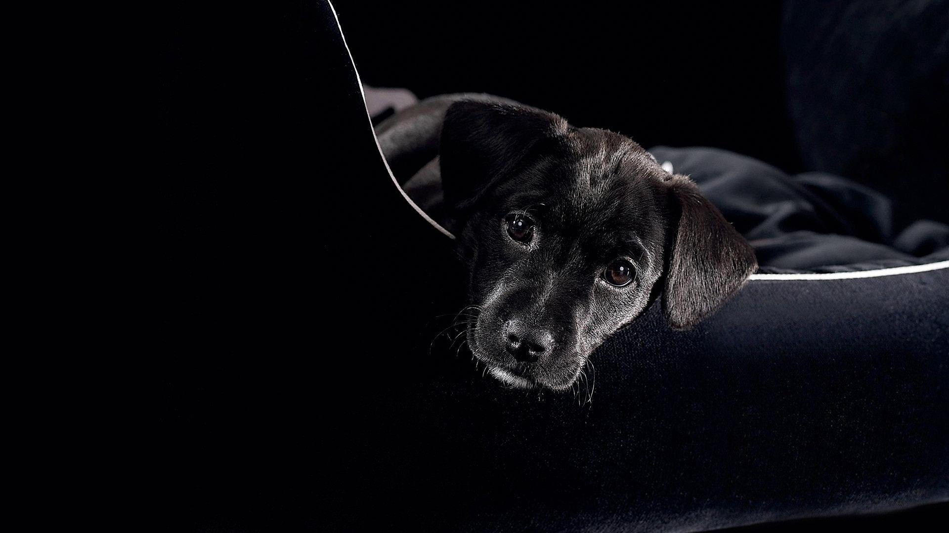 1920x1080 Wallpaper Dogs Black and White