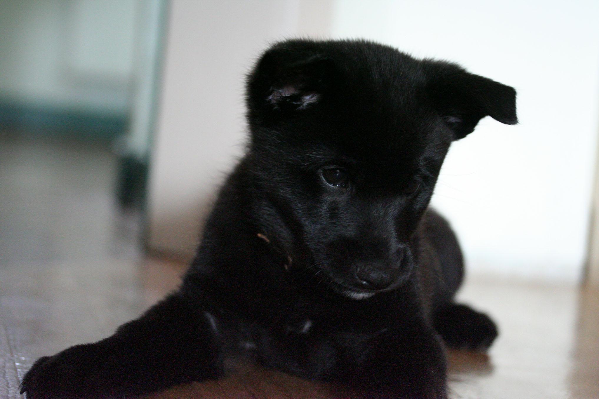 2035x1357 Black Norwegian Elkhound puppy photo and wallpaper. Beautiful Black