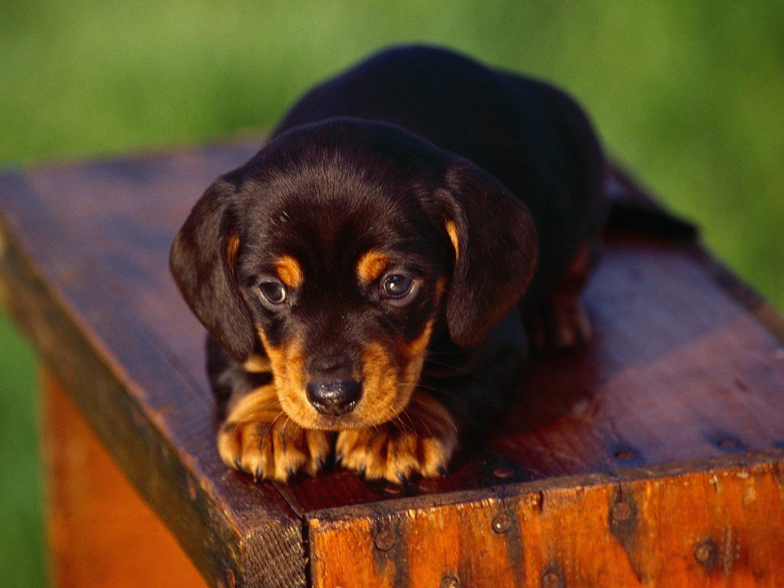 1600x1200 Black and Tan Coonhound puppy photo and wallpaper. Beautiful Black