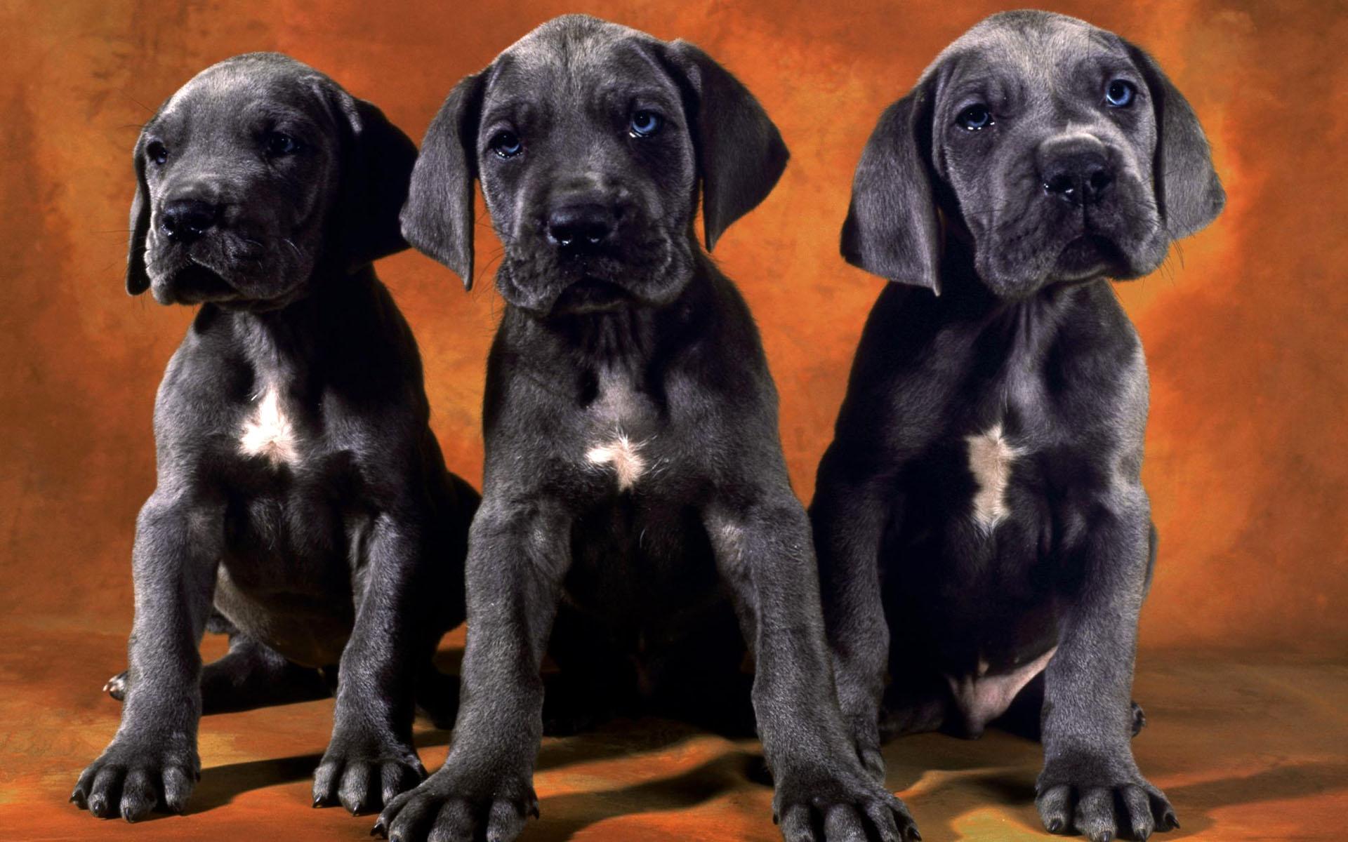 1920x1200 Free download Black Lab Puppy Wallpaper Black Lab Puppies Wallpaper
