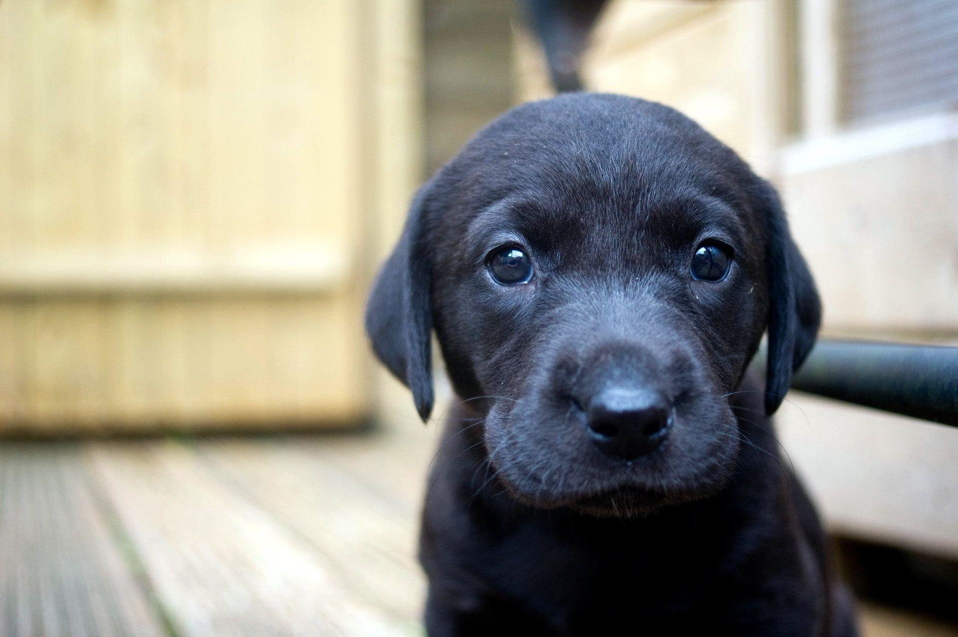 Black Puppy Wallpapers - Top Free Black Puppy Backgrounds - WallpaperAccess