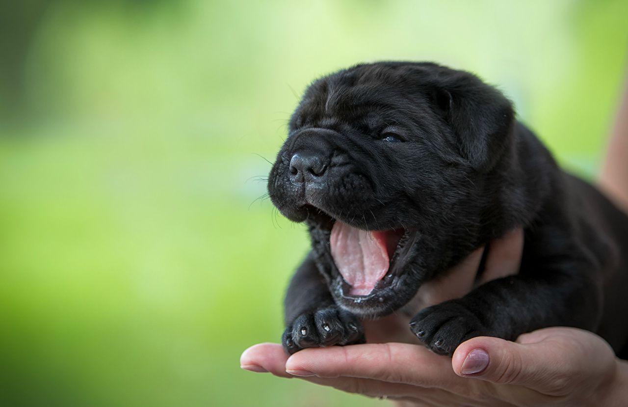 1280x829 Picture puppies Shar Pei Dogs Black Hands animal