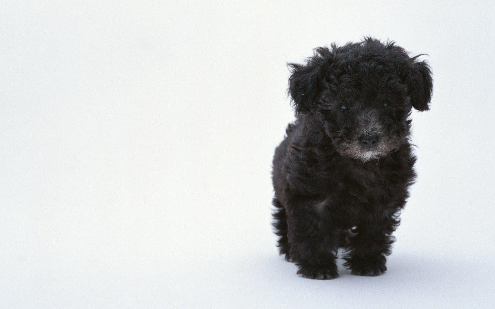 1920x1200 puppy : Wallpaper Collection 1920x1200. Animal. Tokkoro