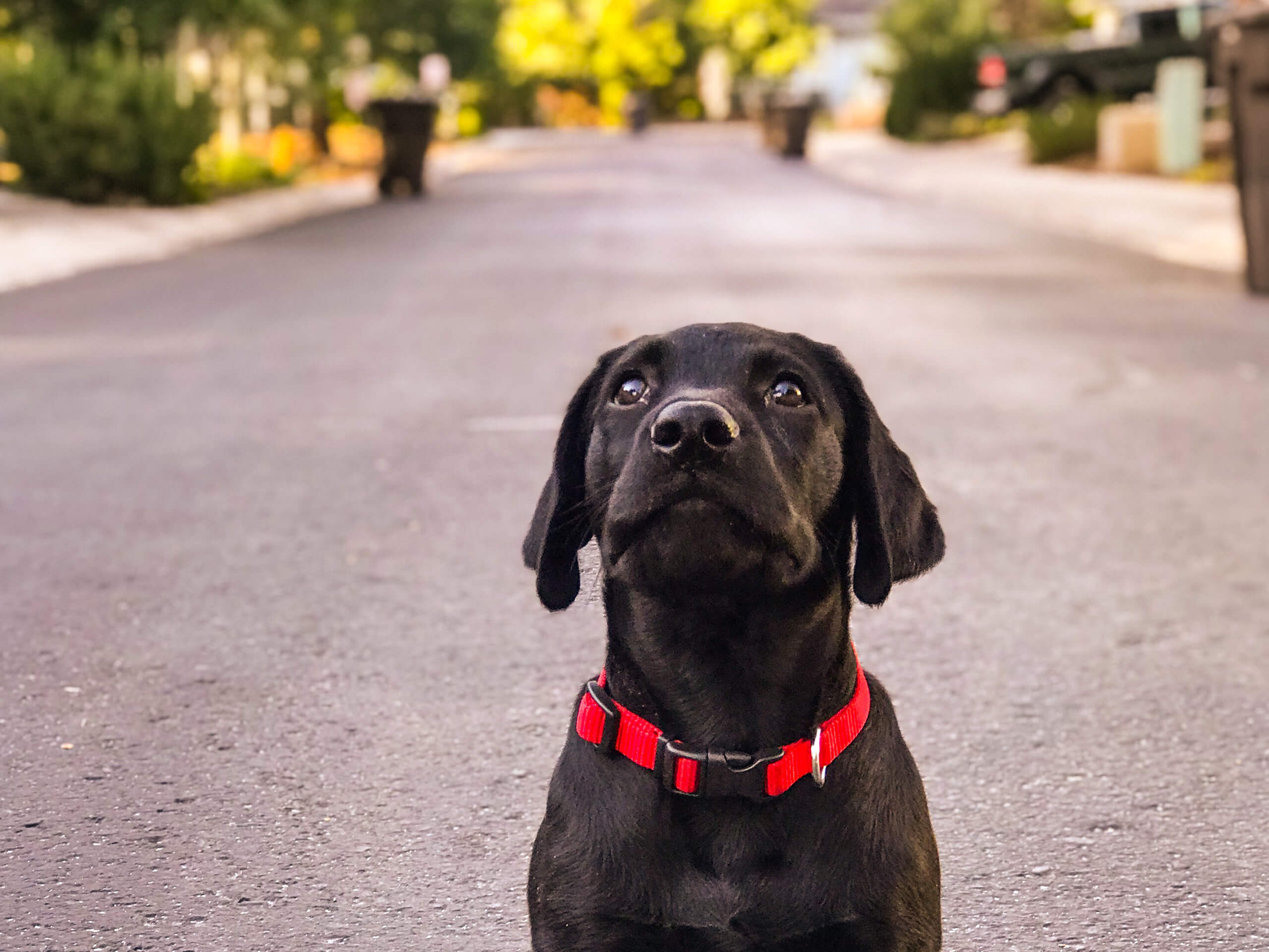 2560x1920 Black Labrador Retriever Puppy Wallpaper Background 64242 2560x1920px