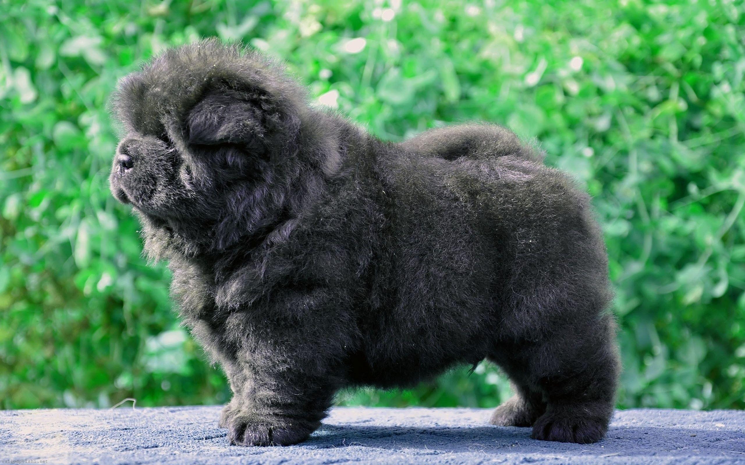 2560x1600 Cute Puppy Wallpaper for Desktop