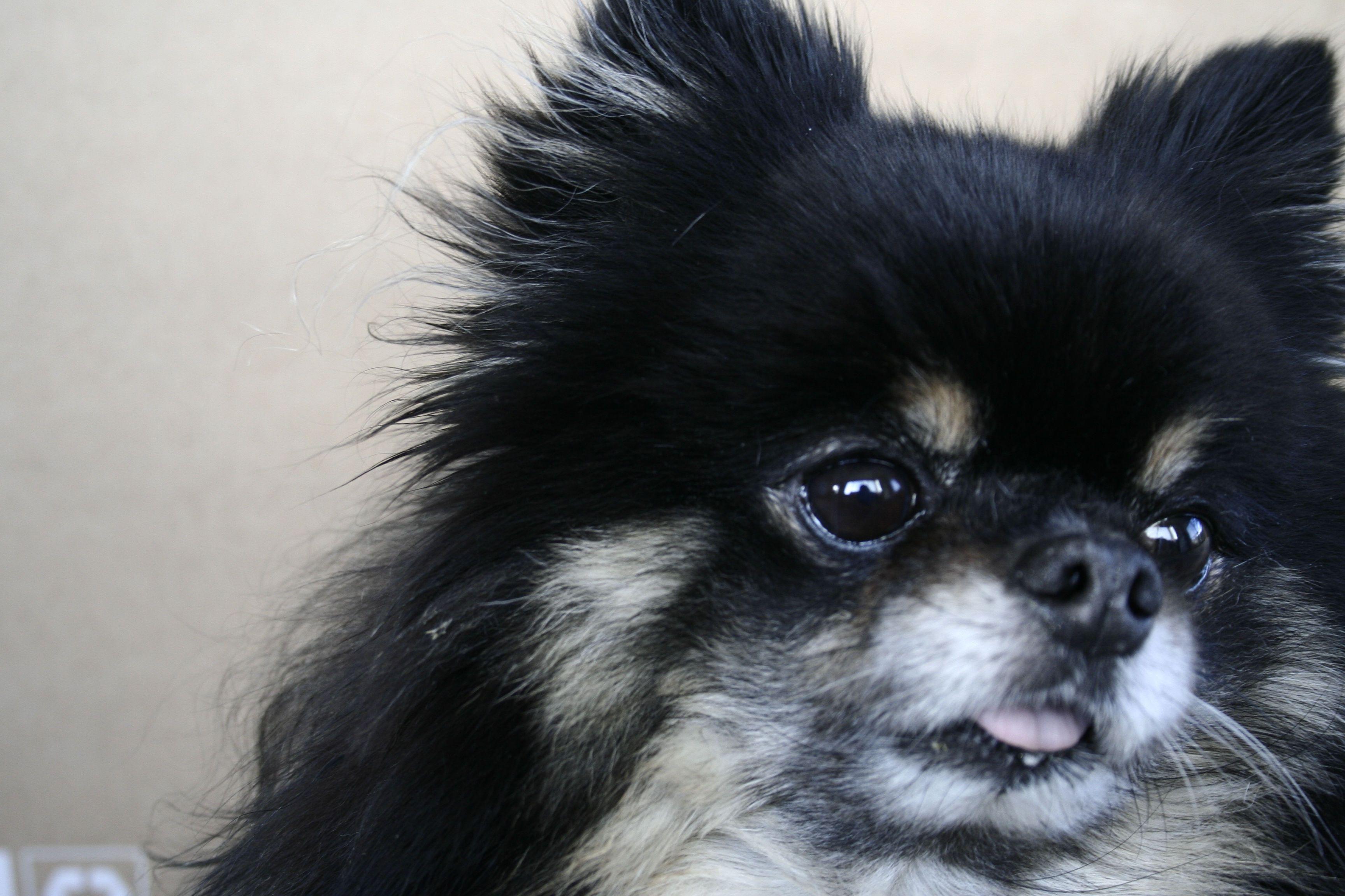 3456x2304 Black Pomeranian Dog Wallpaper