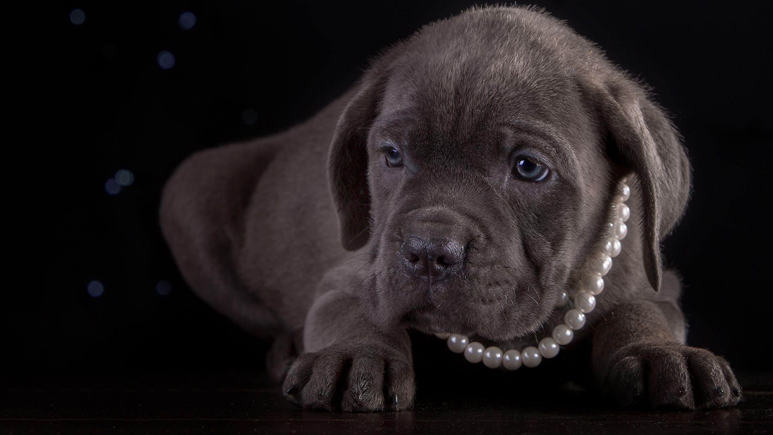 2560x1440 Wallpaper Puppy Cane Corso Dogs Pearl Paws Animals Black 2560x1440